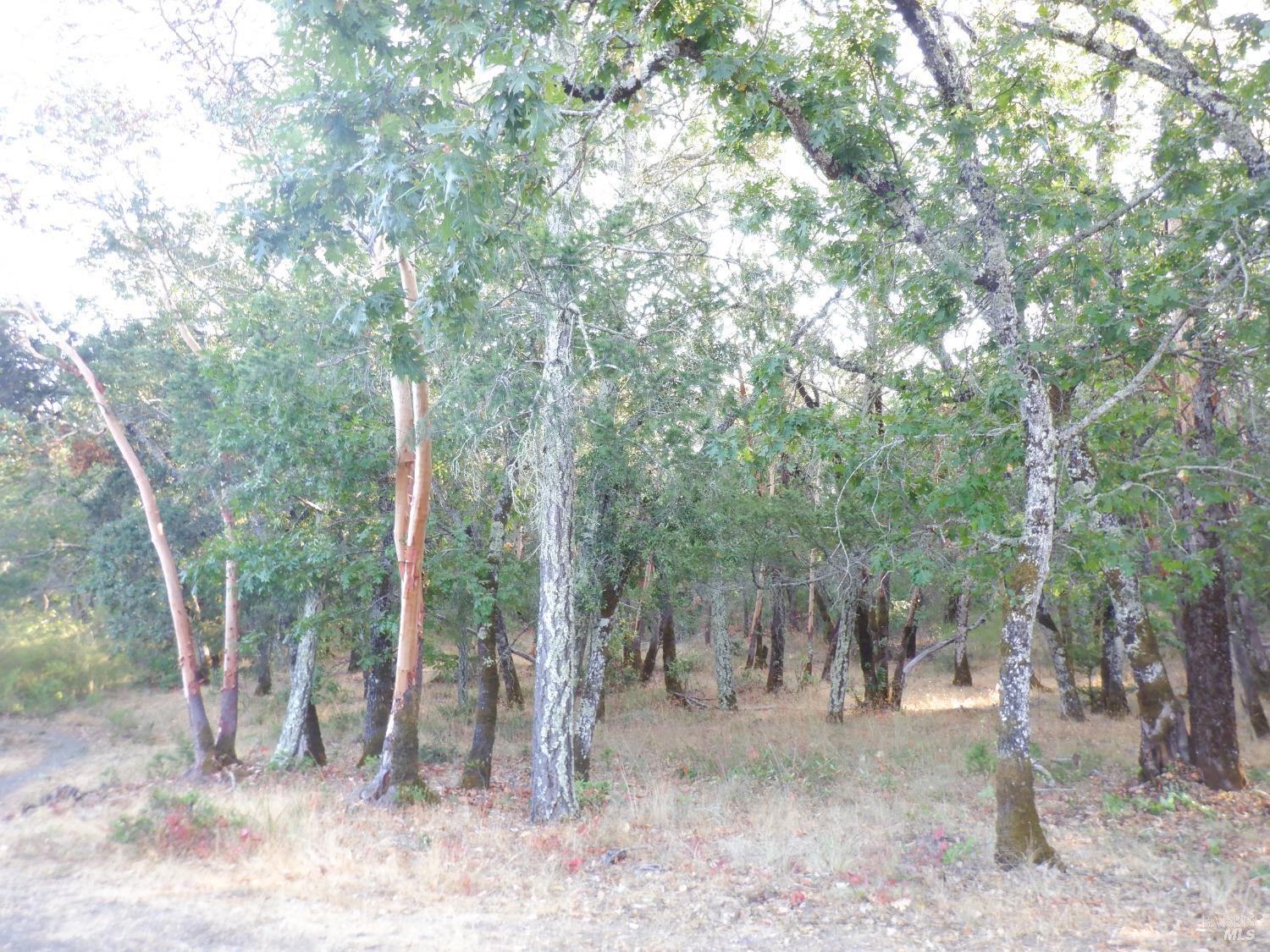 3027 Foothill Boulevard Calistoga, CA 94515 - Photo 6 of 7 a view of a forest filled with trees