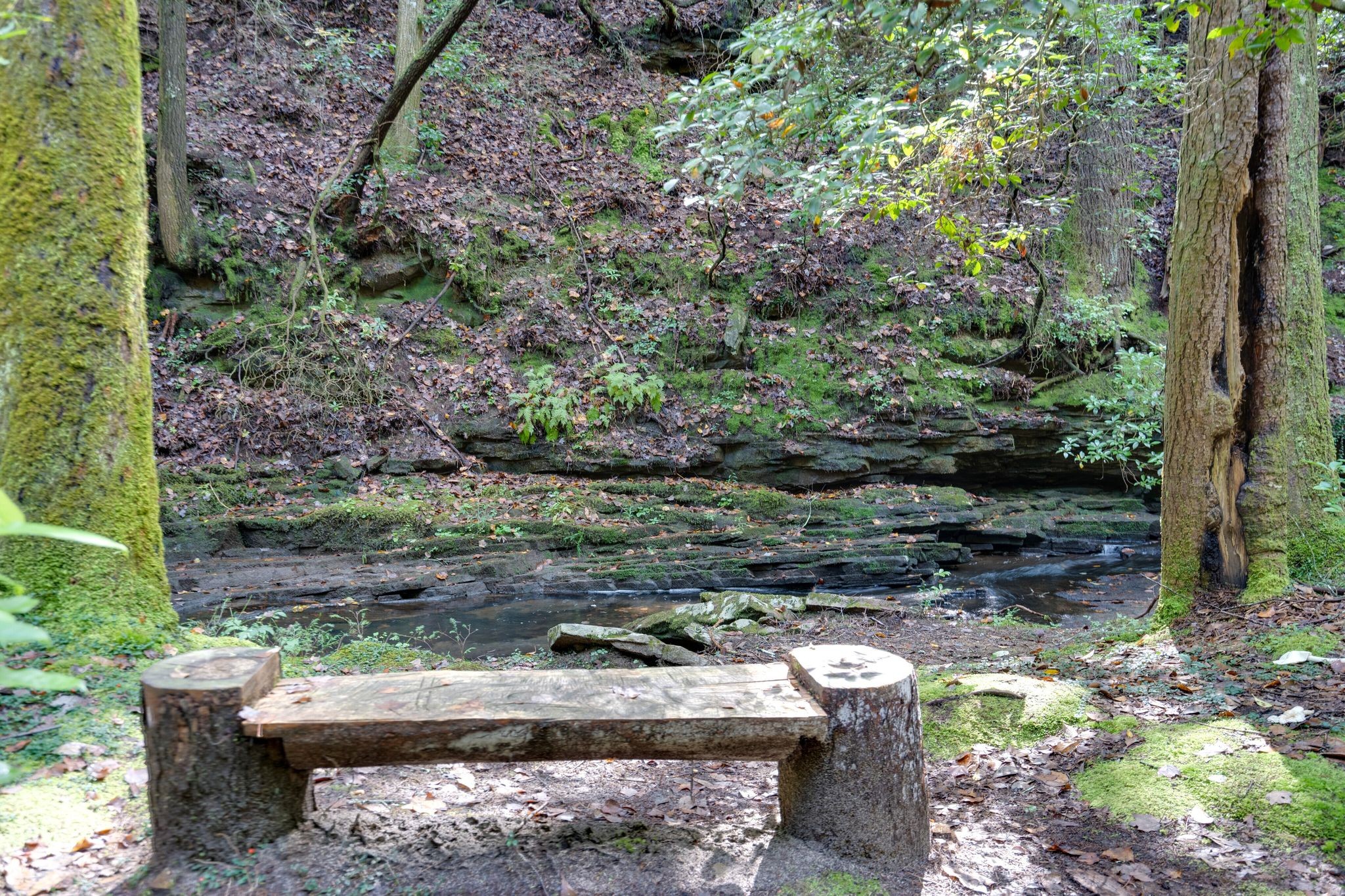 512 Deer Lick Trail Monteagle, TN 37356 - Photo 40 of 44