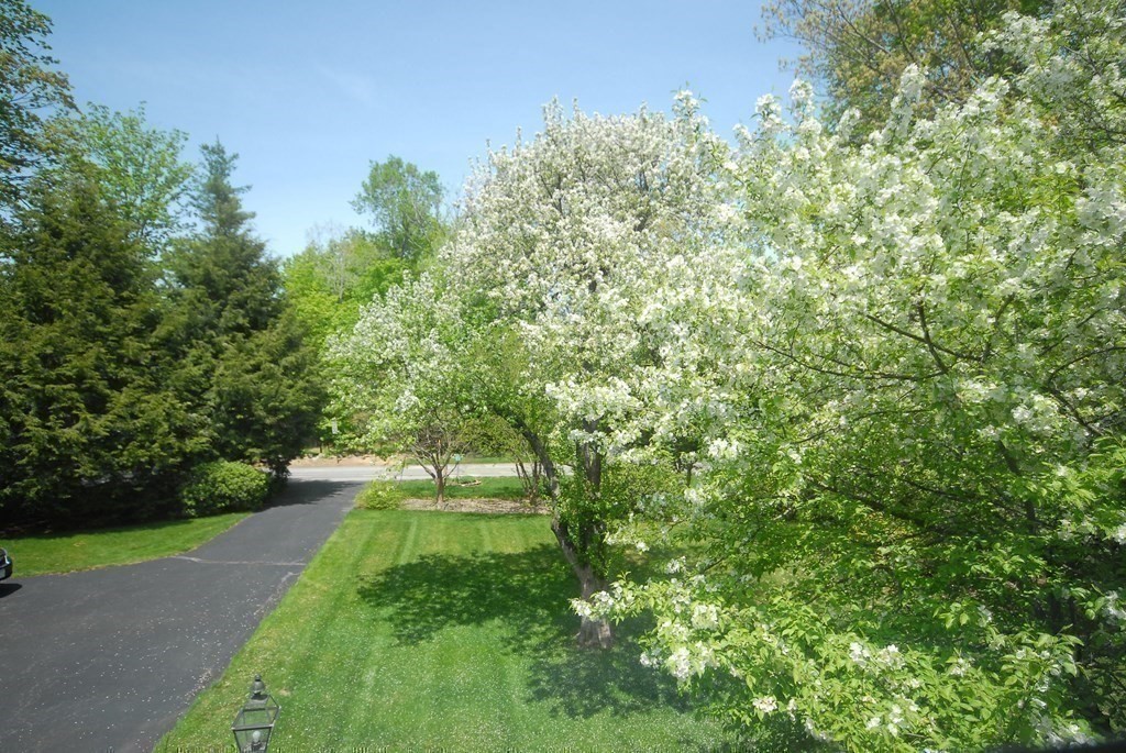 4 Farrar Road Lincoln, MA 01773 - Photo 31 of 32 a lush green forest with lots of trees