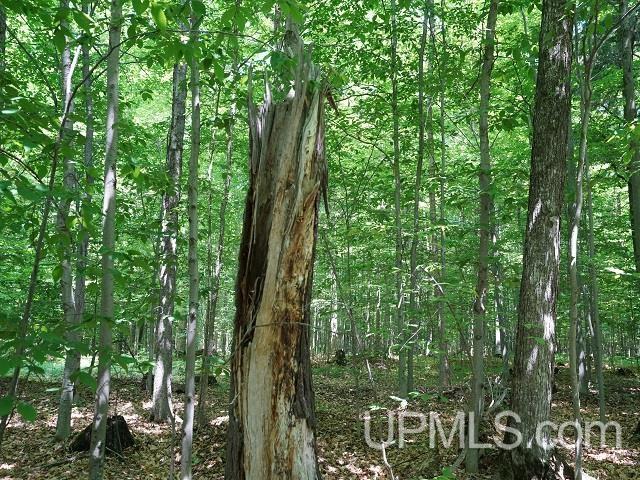 19110 West Diller Road Germfask, MI 49836 - Photo 19 of 28