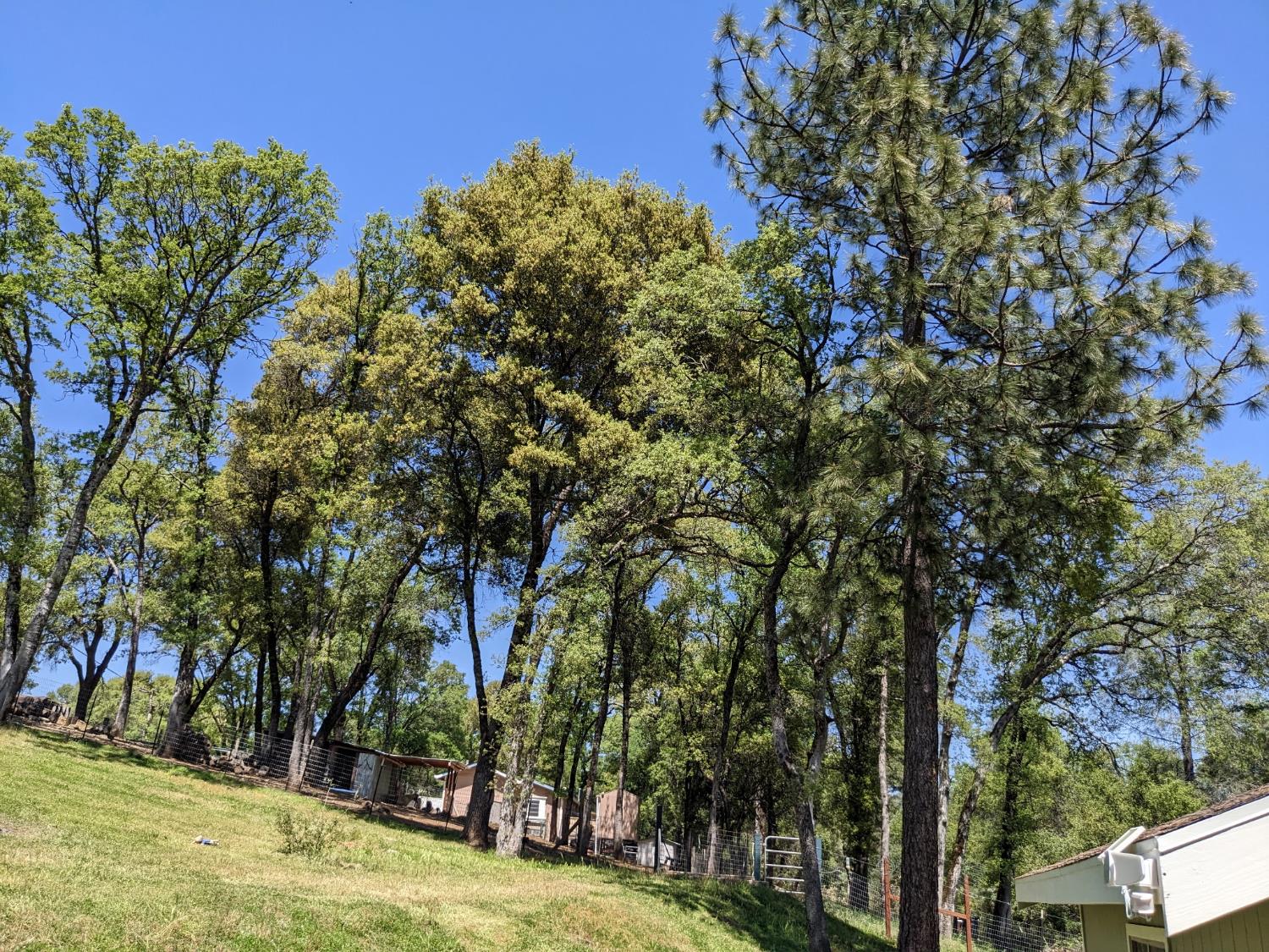 10601 Lime Kiln Road Grass Valley, CA 95949 - Photo 69 of 79