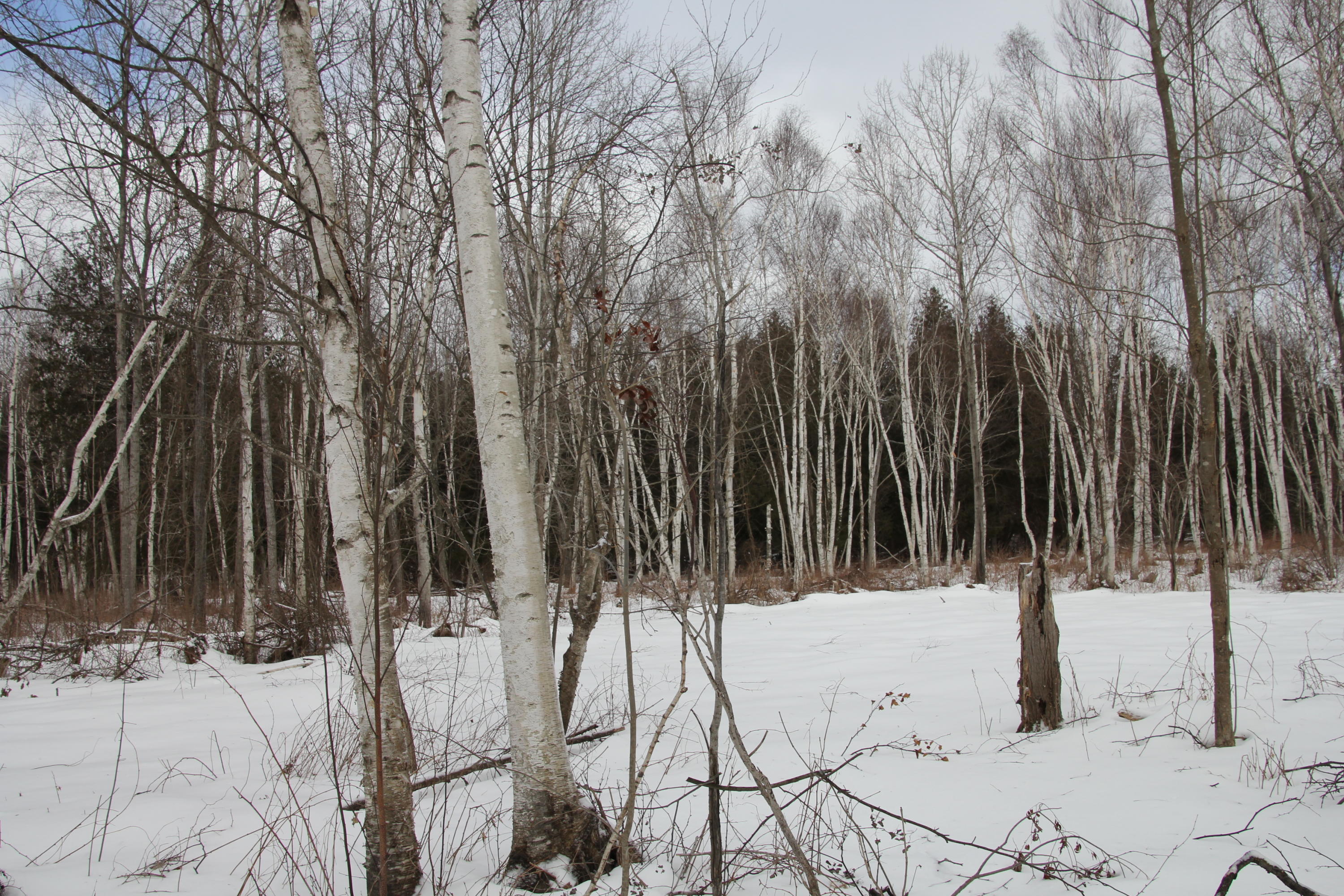 40-acres Tolan Road Spruce, MI 48762 - Photo 36 of 95 Gallery Image 36