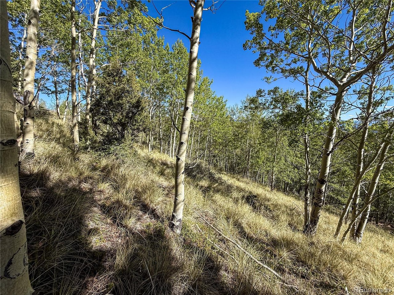 6829 Ryland Road San Luis, CO 81152 - Photo 21 of 28 a view of a forest