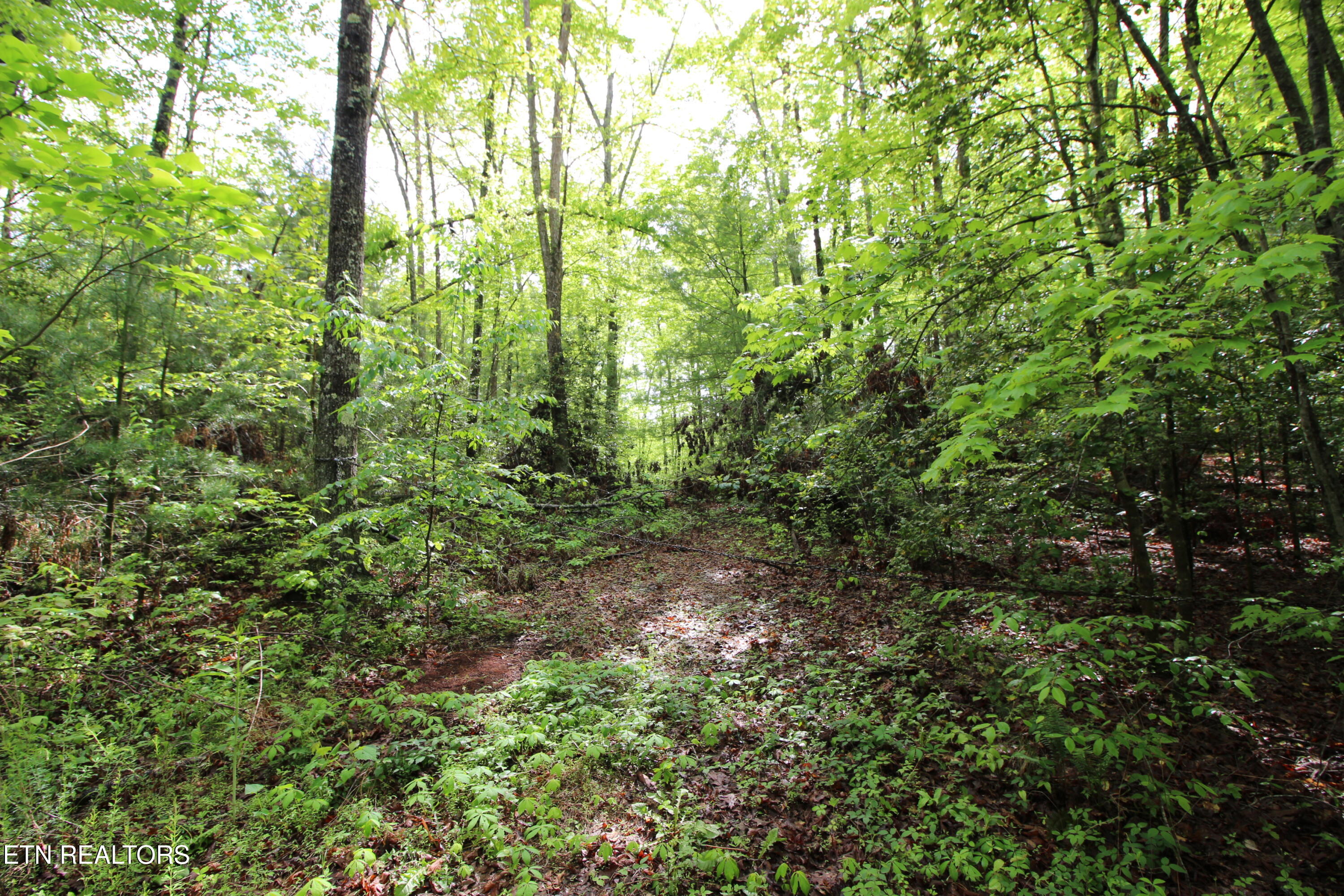 25.24-ac Loyd Knox Road Grandview, TN 37337 - Photo 4 of 10 Loyd Knox Rd AccessPoint