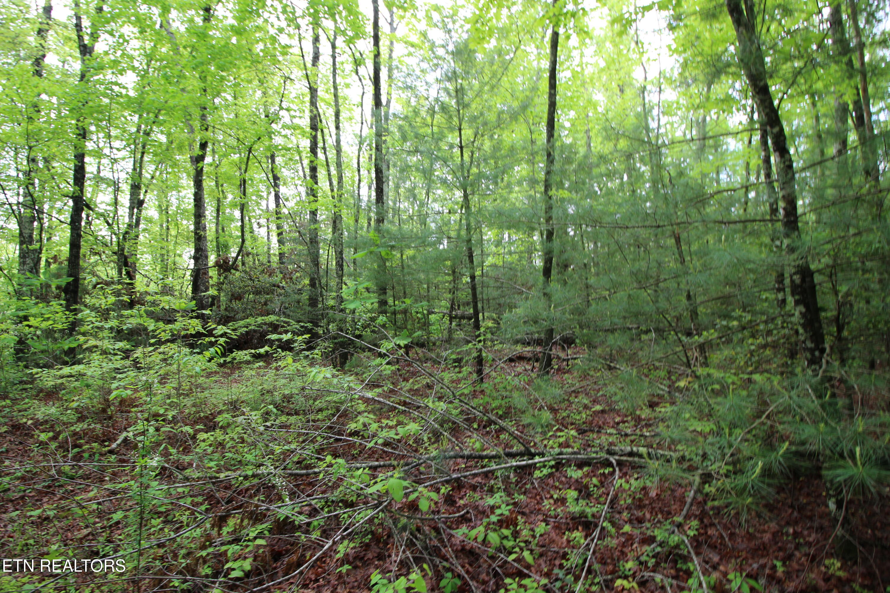 25.24-ac Loyd Knox Road Grandview, TN 37337 - Photo 6 of 10 Trees