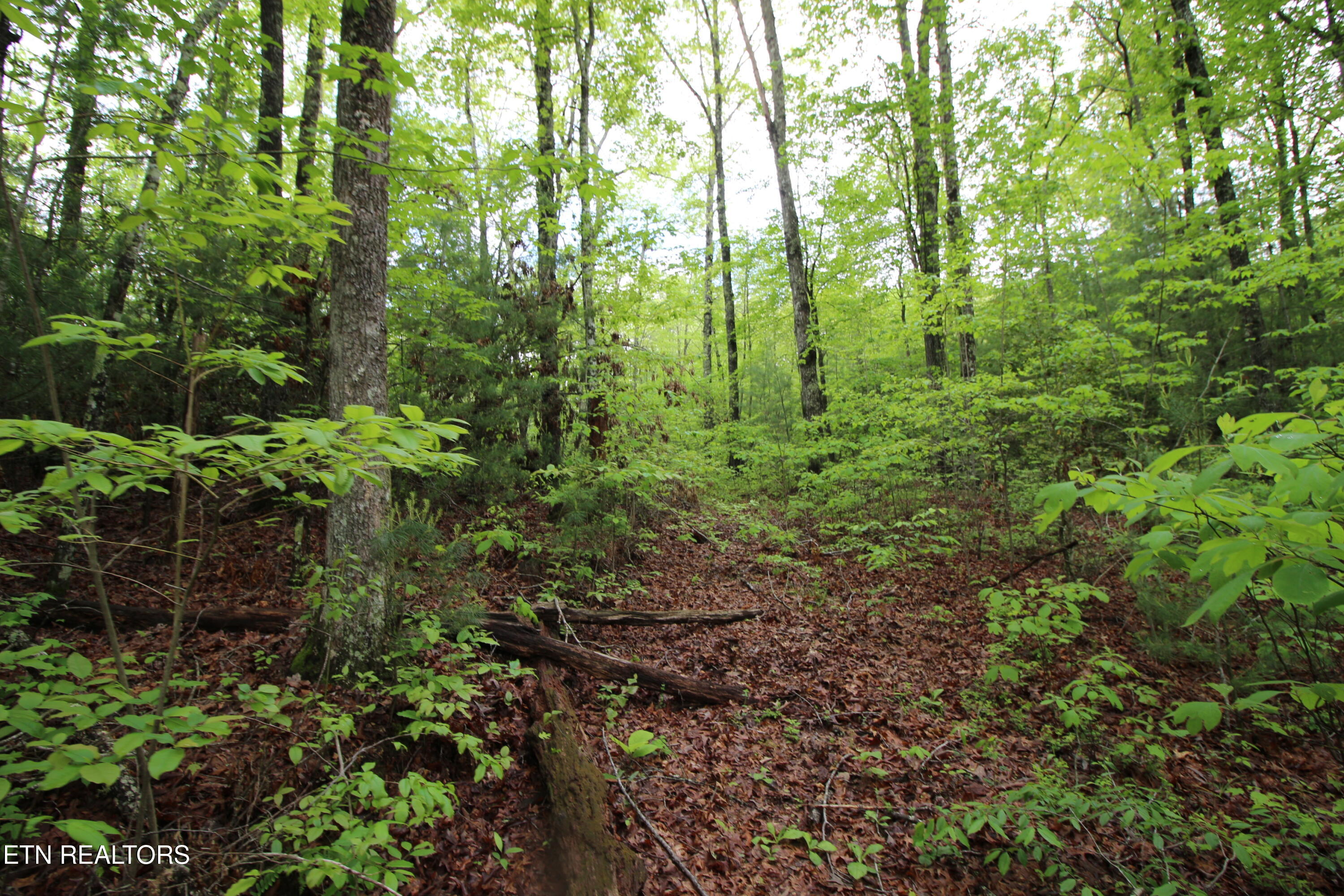 25.24-ac Loyd Knox Road Grandview, TN 37337 - Photo 8 of 10 More Trees