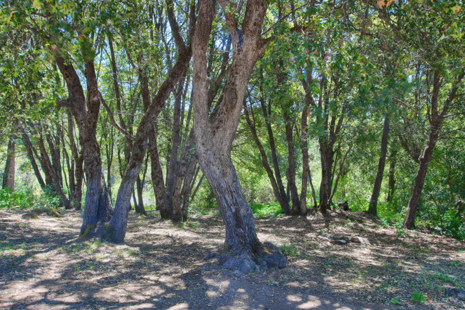 2843 East Westfall Road Mariposa, CA 95338 - Photo 6 of 45 a view of outdoor space and trees