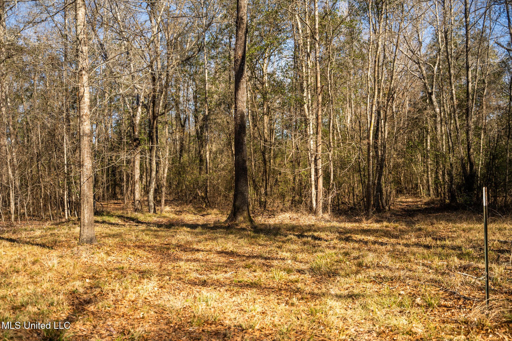 Foster Mcconnell Road Seminary, MS 39479 - Photo 12 of 39 DSC08424