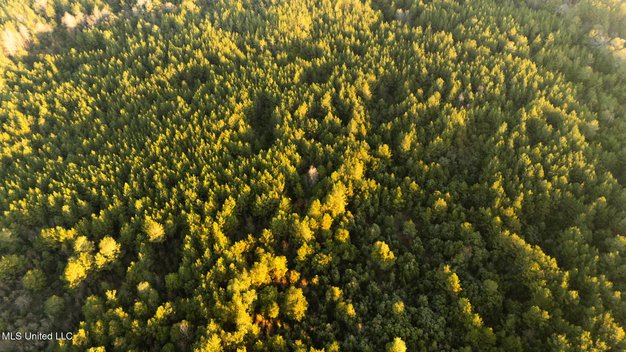 Foster Mcconnell Road Seminary, MS 39479 - Photo 13 of 39 DJI_20260206071445_0025_D