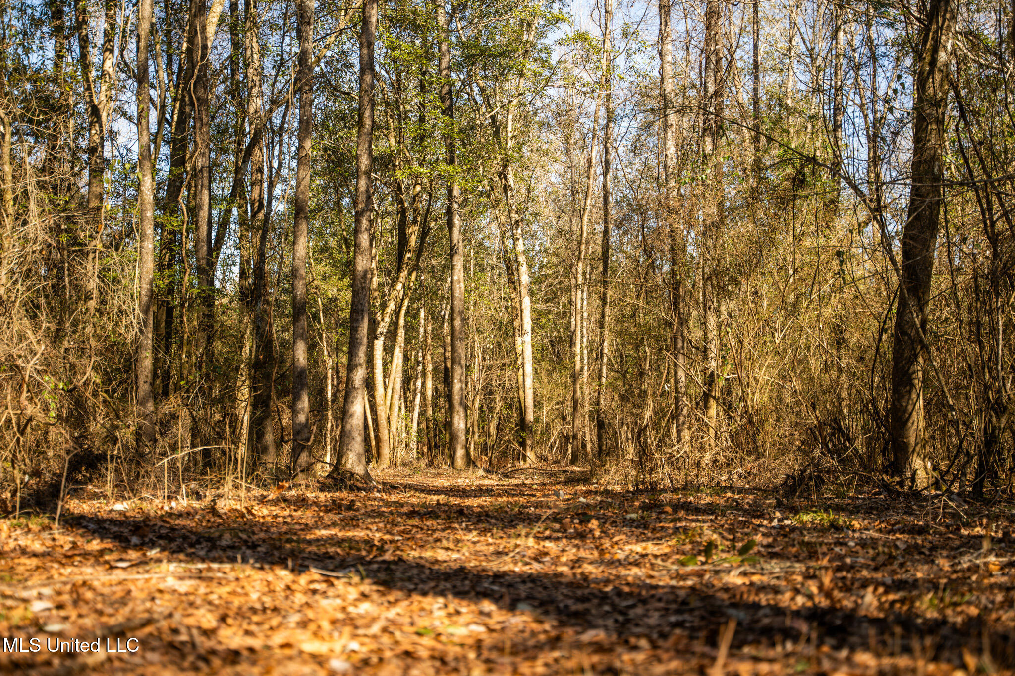 Foster Mcconnell Road Seminary, MS 39479 - Photo 14 of 39 DSC08425
