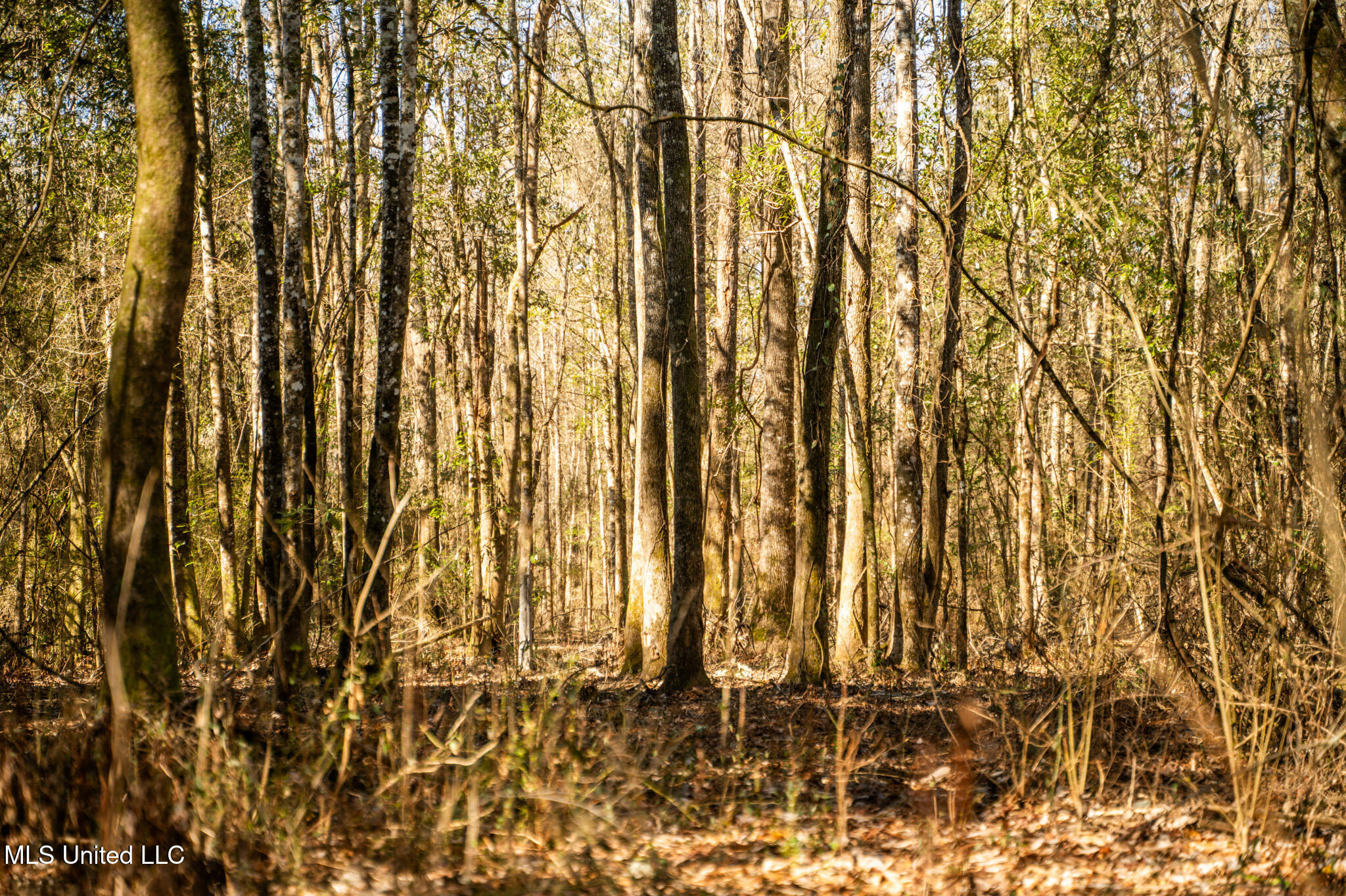 Foster Mcconnell Road Seminary, MS 39479 - Photo 16 of 39 DSC08426