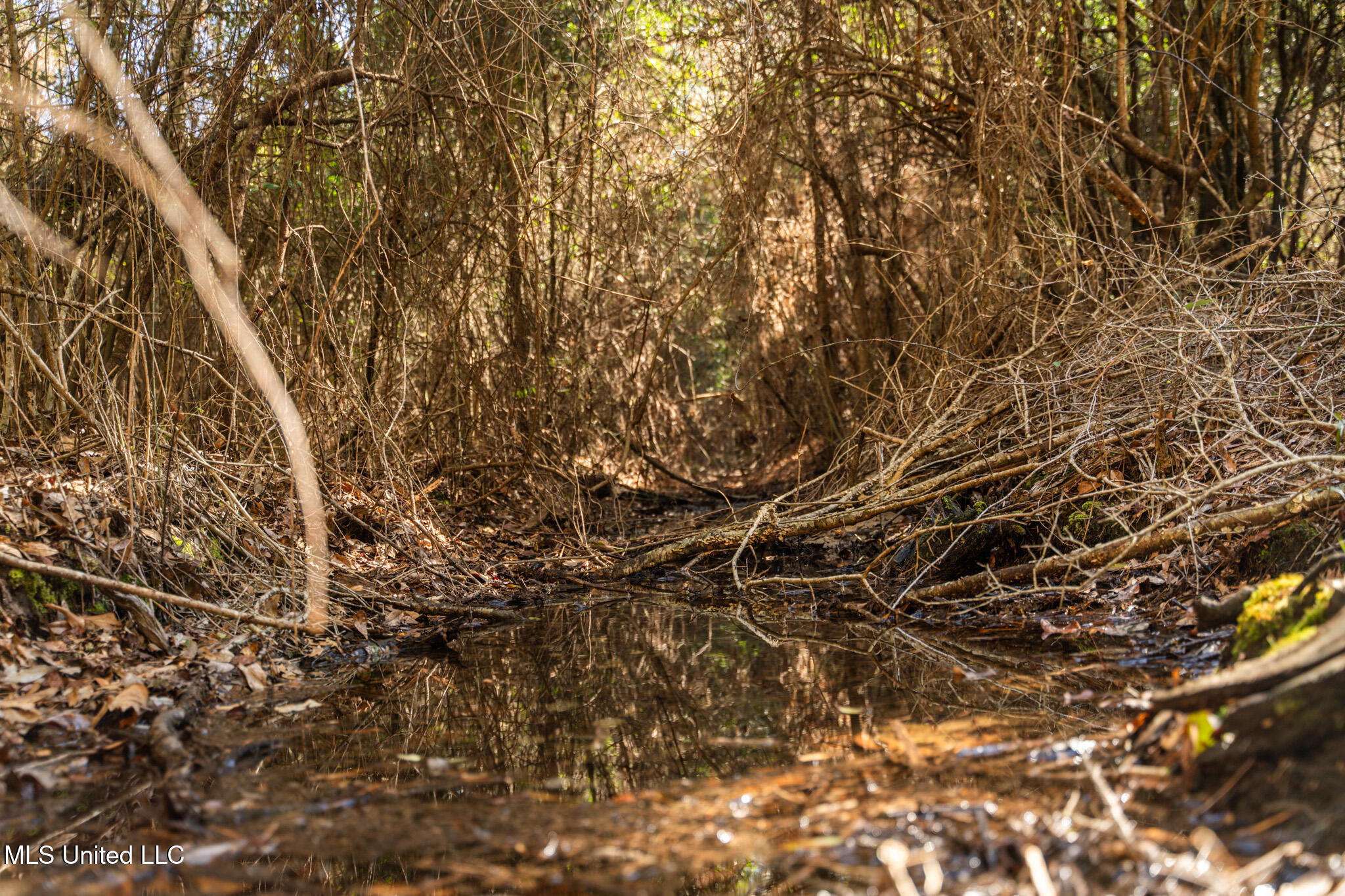 Foster Mcconnell Road Seminary, MS 39479 - Photo 20 of 39 DSC08430
