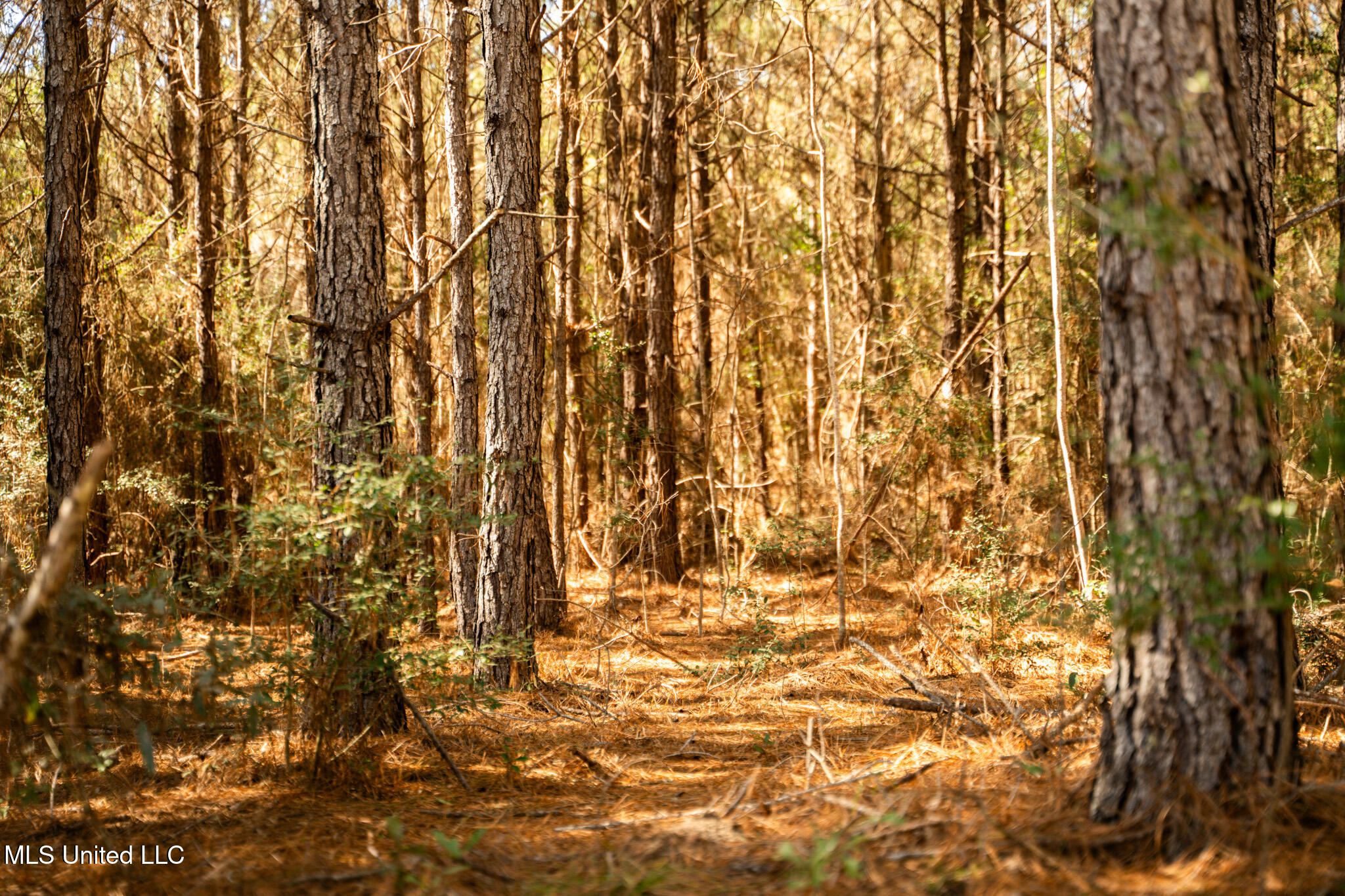 Foster Mcconnell Road Seminary, MS 39479 - Photo 2 of 39 DSC08449