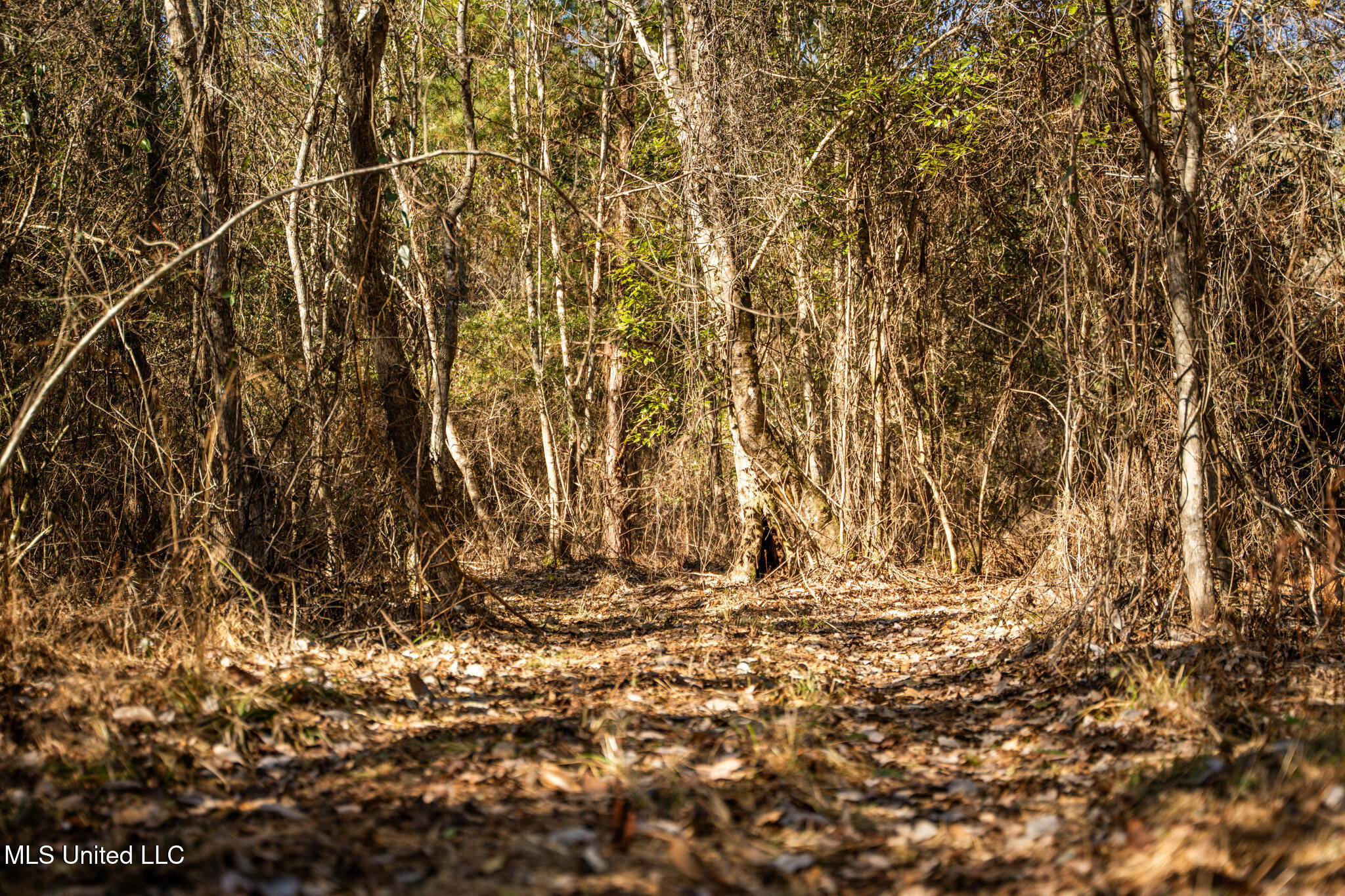 Foster Mcconnell Road Seminary, MS 39479 - Photo 22 of 39 DSC08432