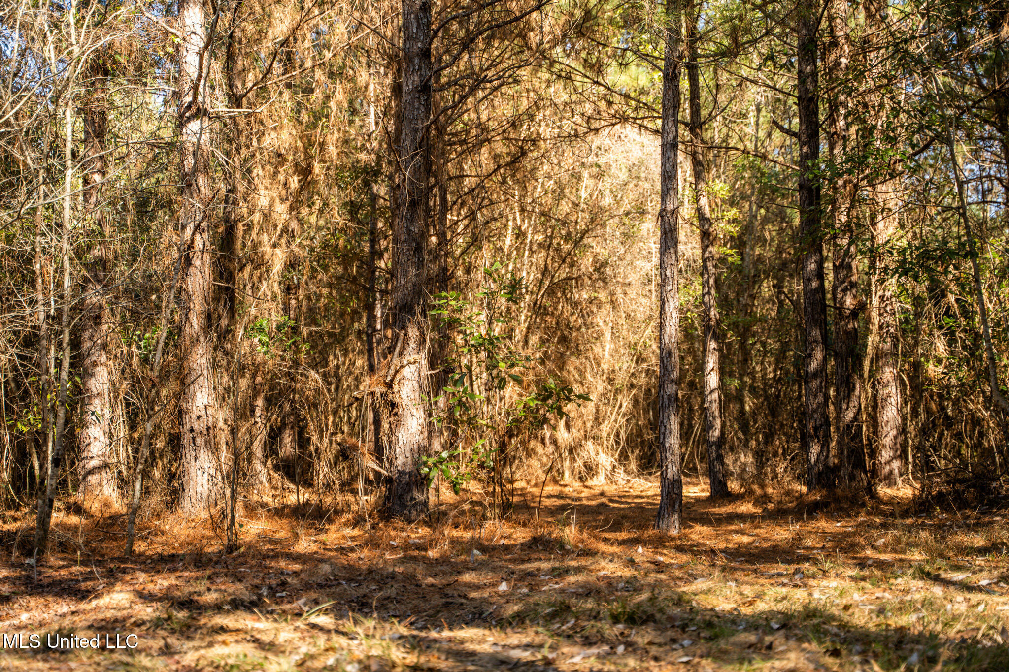 Foster Mcconnell Road Seminary, MS 39479 - Photo 23 of 39 DSC08433