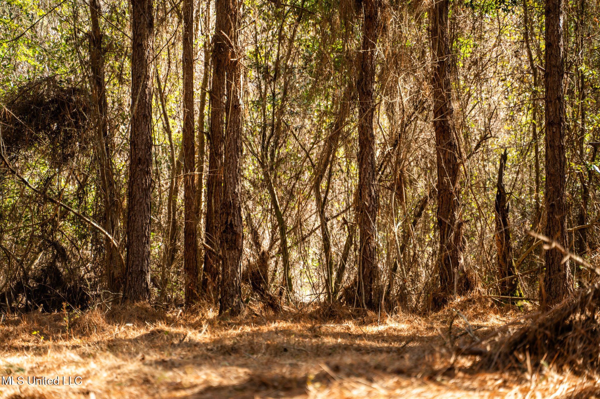 Foster Mcconnell Road Seminary, MS 39479 - Photo 25 of 39 DSC08435