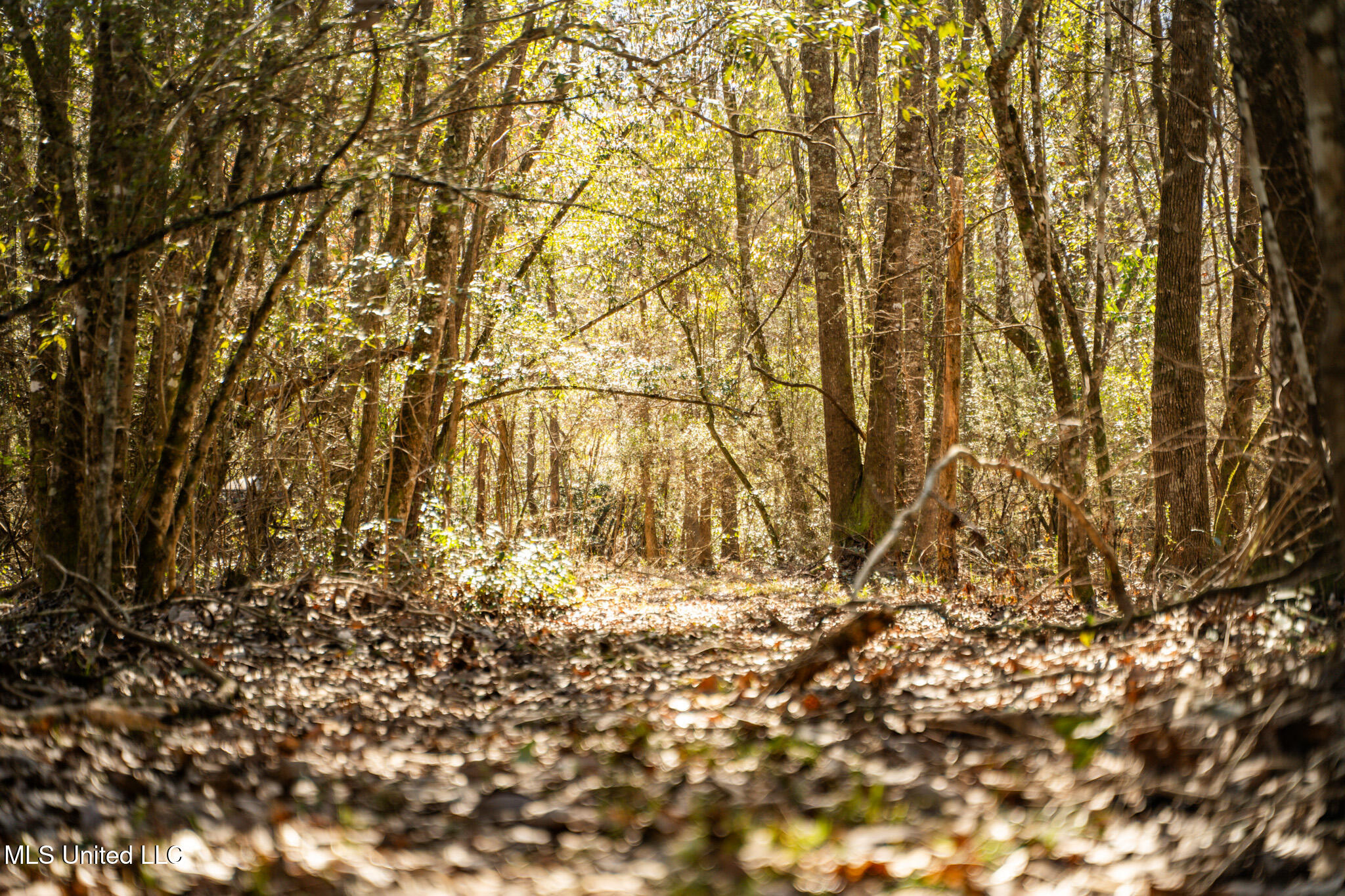 Foster Mcconnell Road Seminary, MS 39479 - Photo 26 of 39 DSC08436