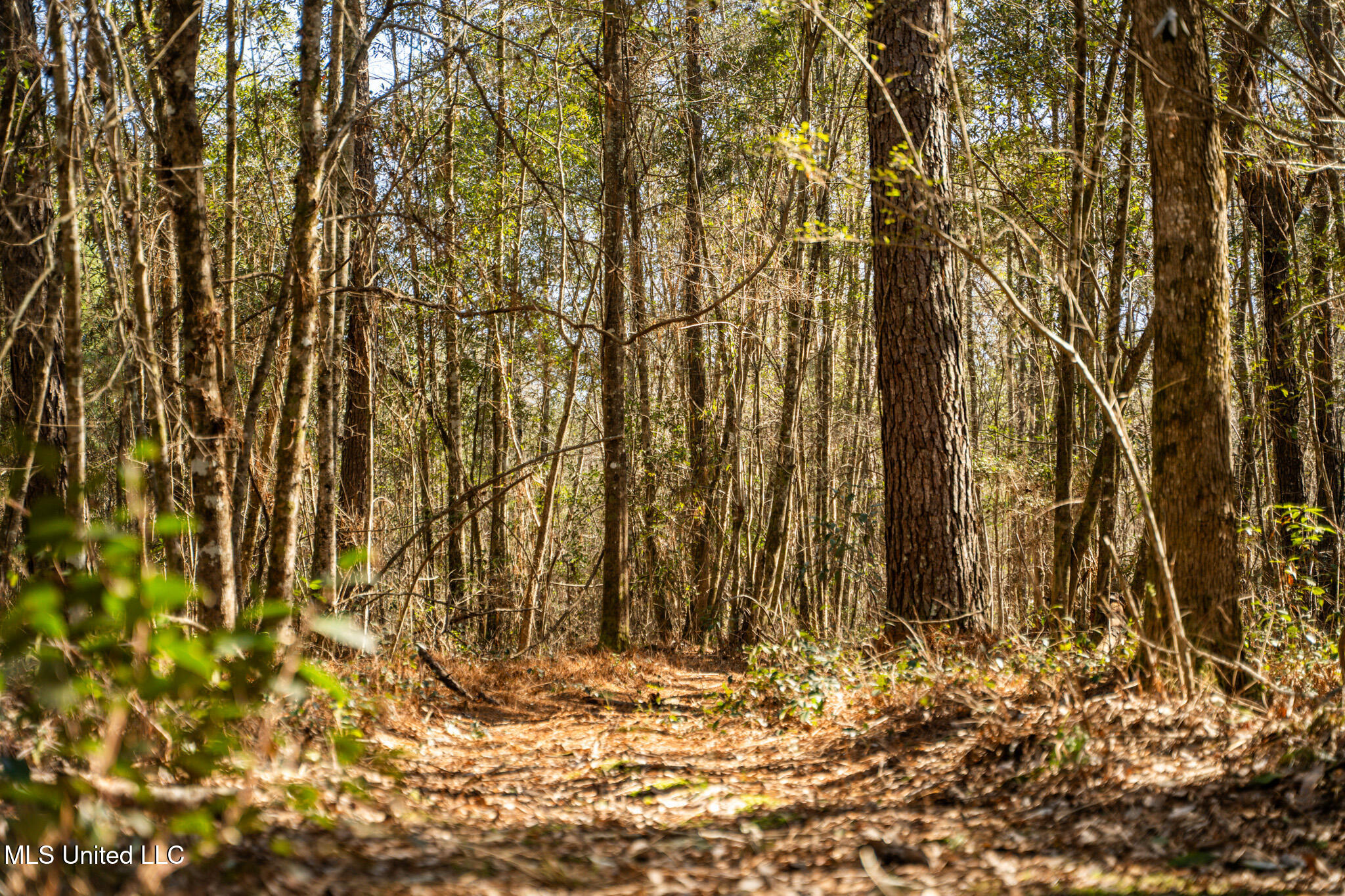 Foster Mcconnell Road Seminary, MS 39479 - Photo 27 of 39 DSC08438