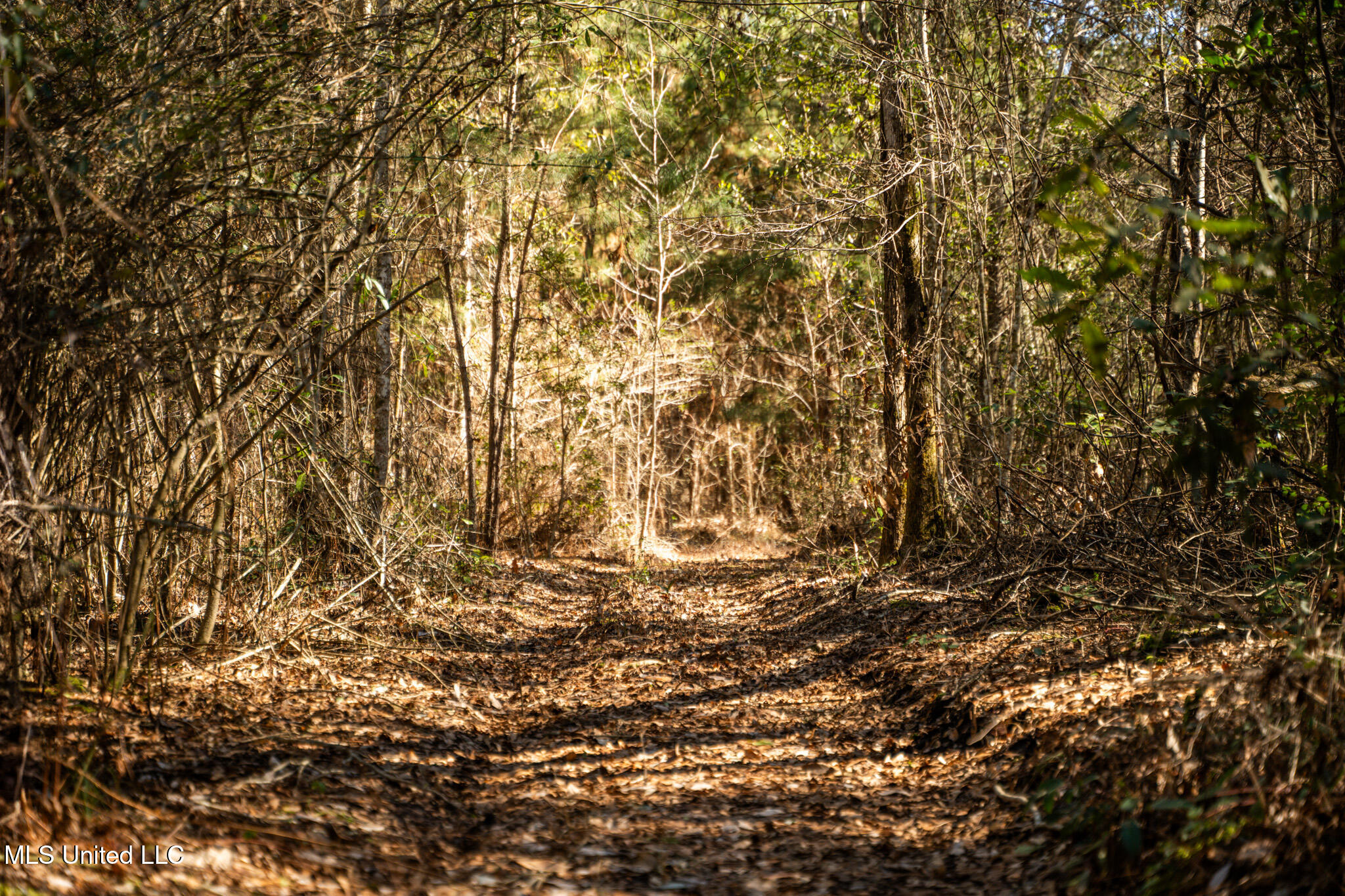 Foster Mcconnell Road Seminary, MS 39479 - Photo 28 of 39 DSC08440