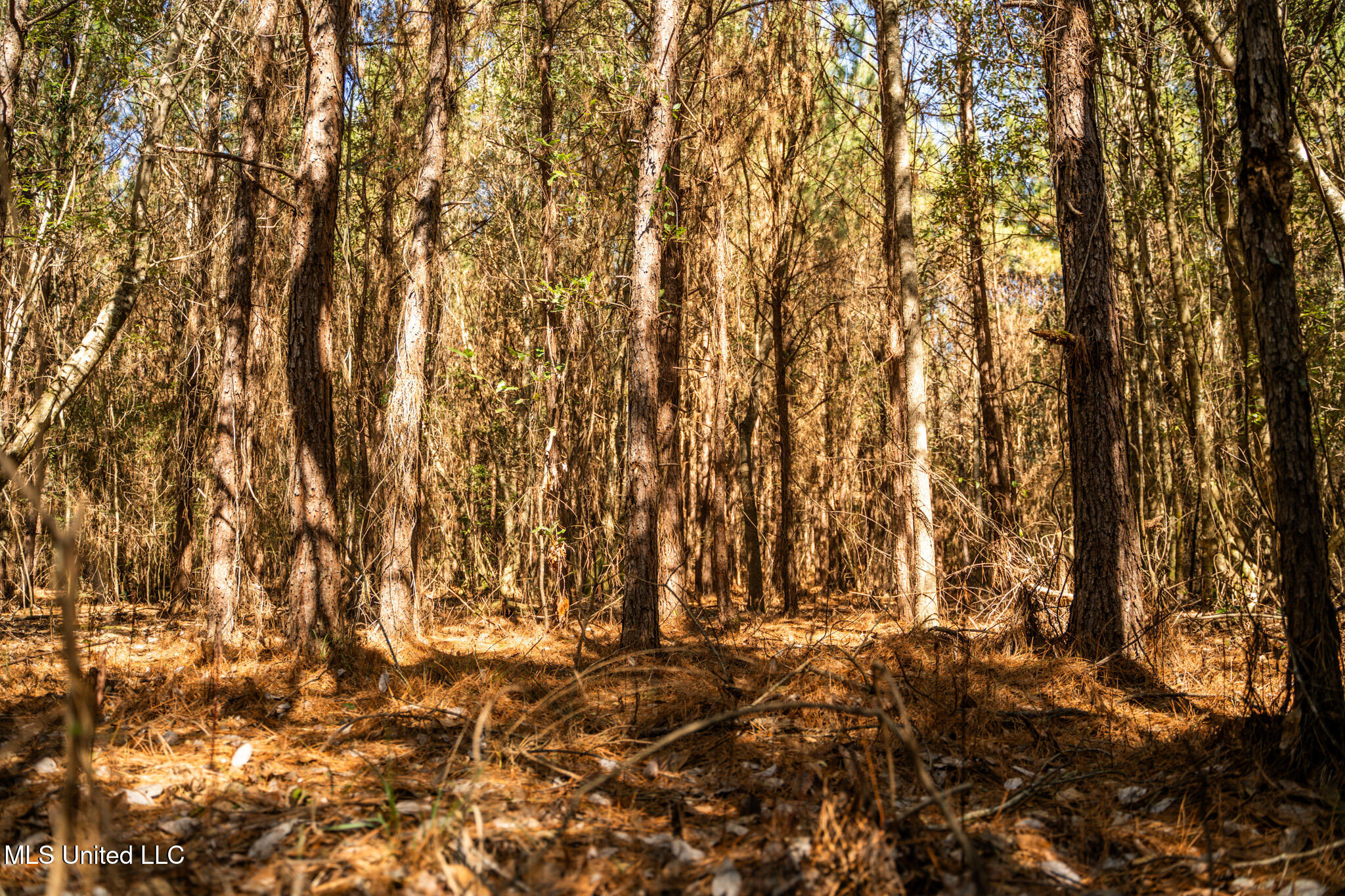 Foster Mcconnell Road Seminary, MS 39479 - Photo 29 of 39 DSC08442