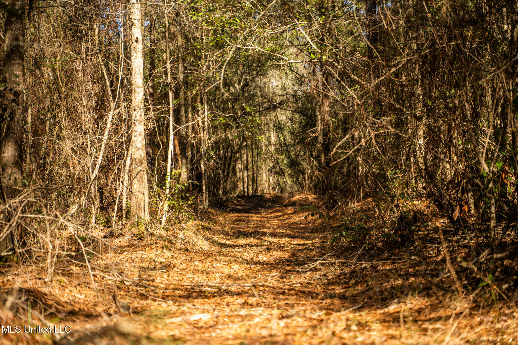 Foster Mcconnell Road Seminary, MS 39479 - Photo 30 of 39 DSC08445