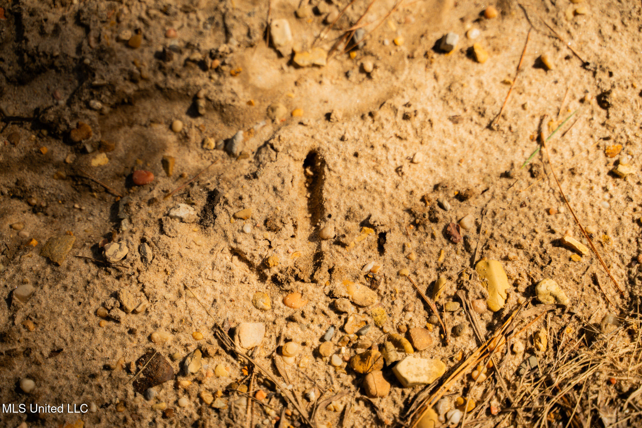Foster Mcconnell Road Seminary, MS 39479 - Photo 32 of 39 DSC08452