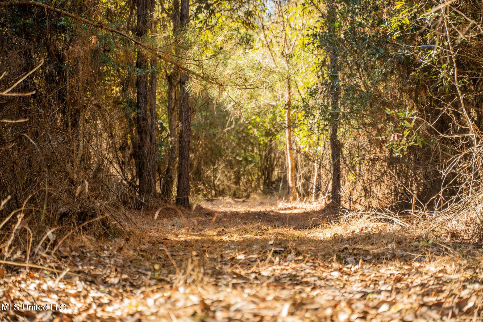 Foster Mcconnell Road Seminary, MS 39479 - Photo 33 of 39 DSC08456