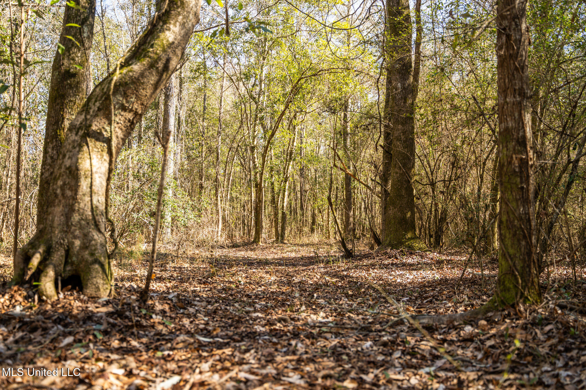 Foster Mcconnell Road Seminary, MS 39479 - Photo 35 of 39 DSC08460