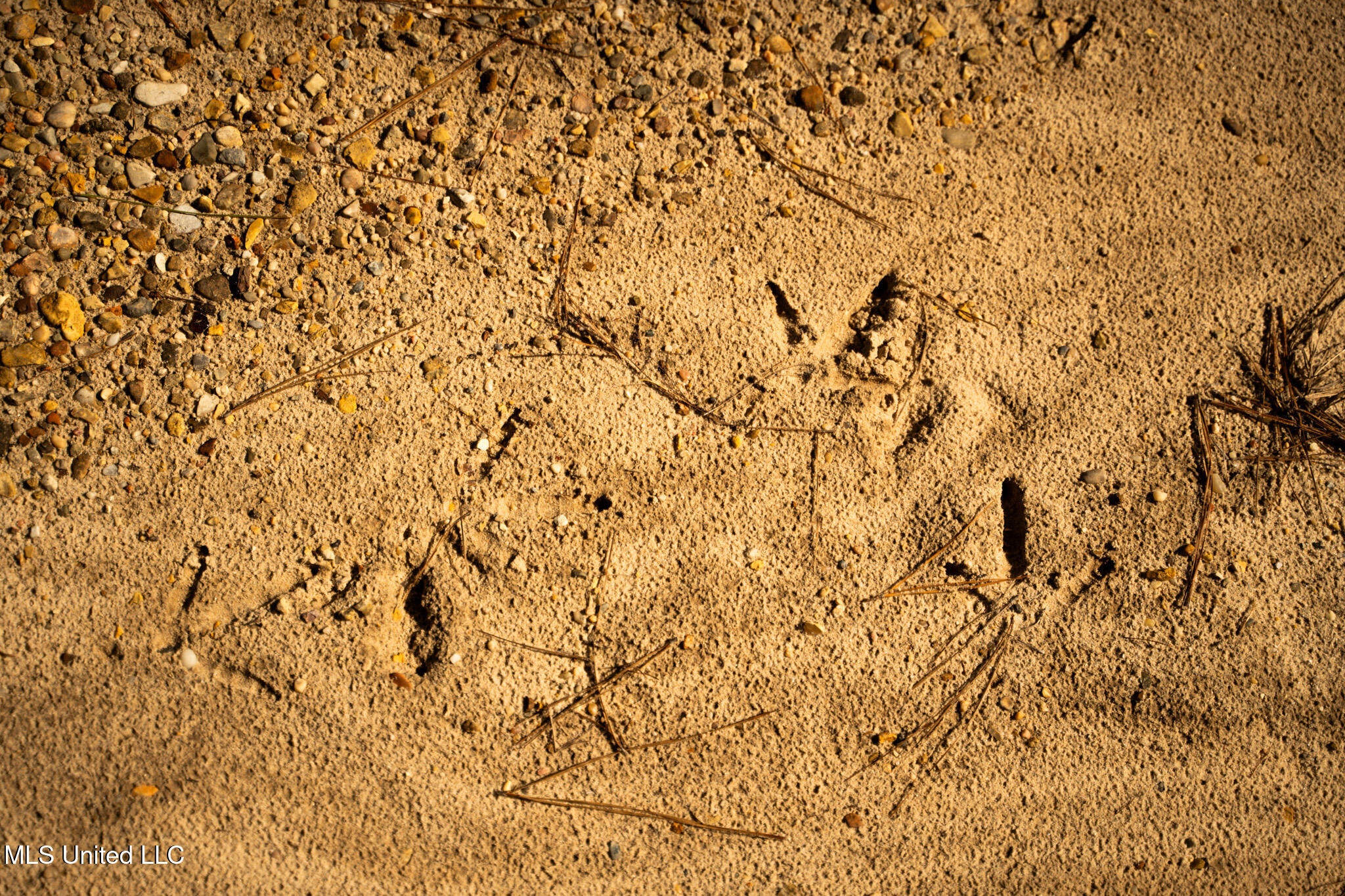 Foster Mcconnell Road Seminary, MS 39479 - Photo 6 of 39 DSC08455