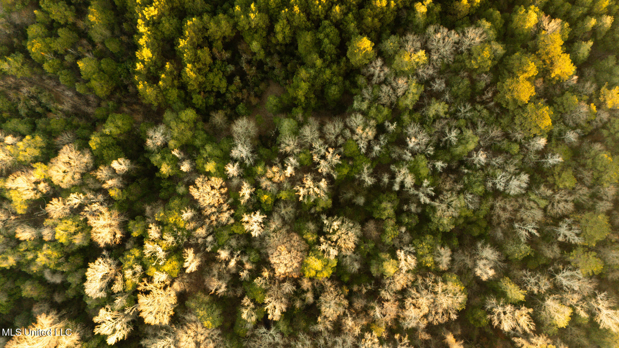 Foster Mcconnell Road Seminary, MS 39479 - Photo 7 of 39 DJI_20260206071432_0024_D