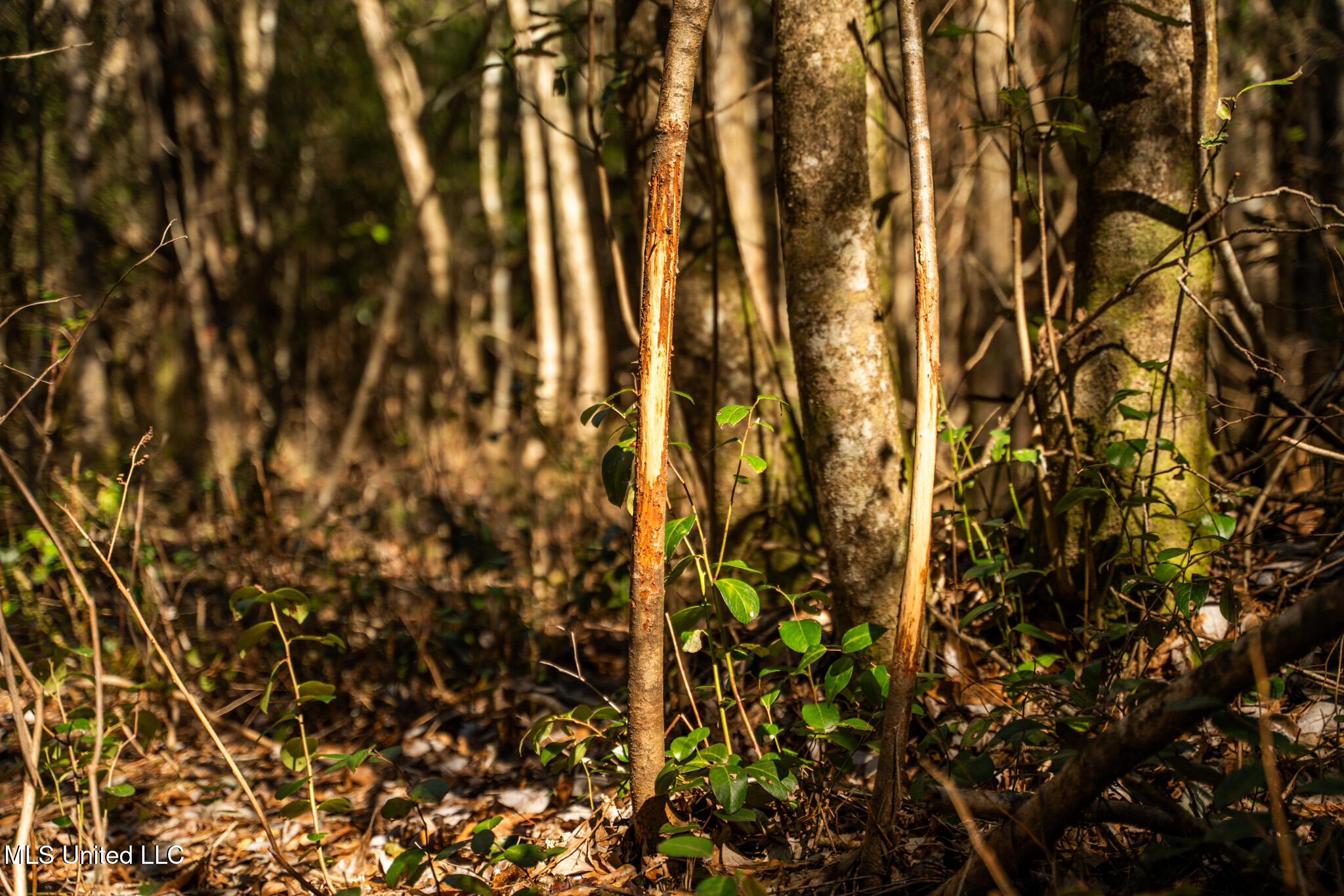 Foster Mcconnell Road Seminary, MS 39479 - Photo 8 of 39 DSC08437