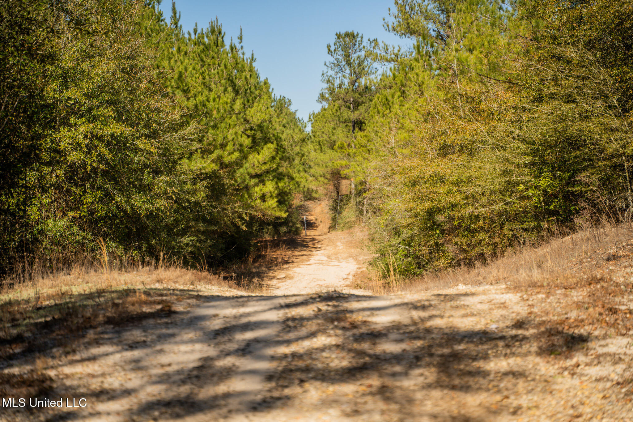 Foster Mcconnell Road Seminary, MS 39479 - Photo 10 of 39 DSC08447