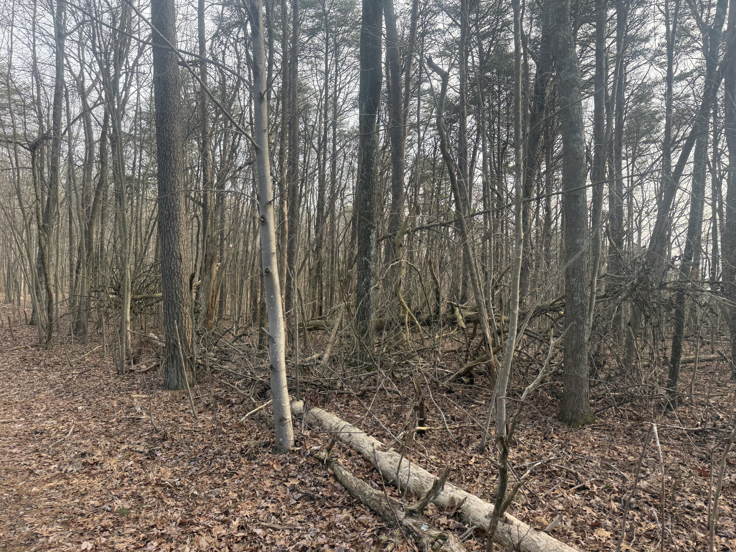 0 Shivas Crest, Unit 70B Rising Fawn, GA 30738 - Photo 10 of 16 IMG_0645