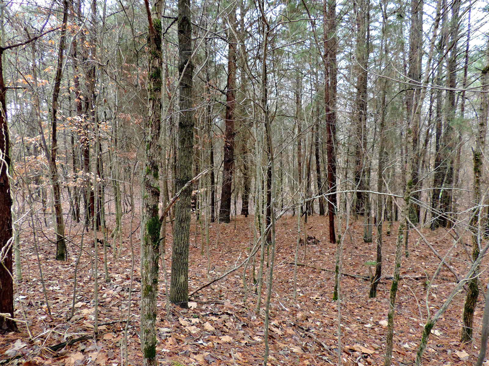 0 Covington Road Dandridge, TN 37725 - Photo 2 of 7 Gallery Image 2