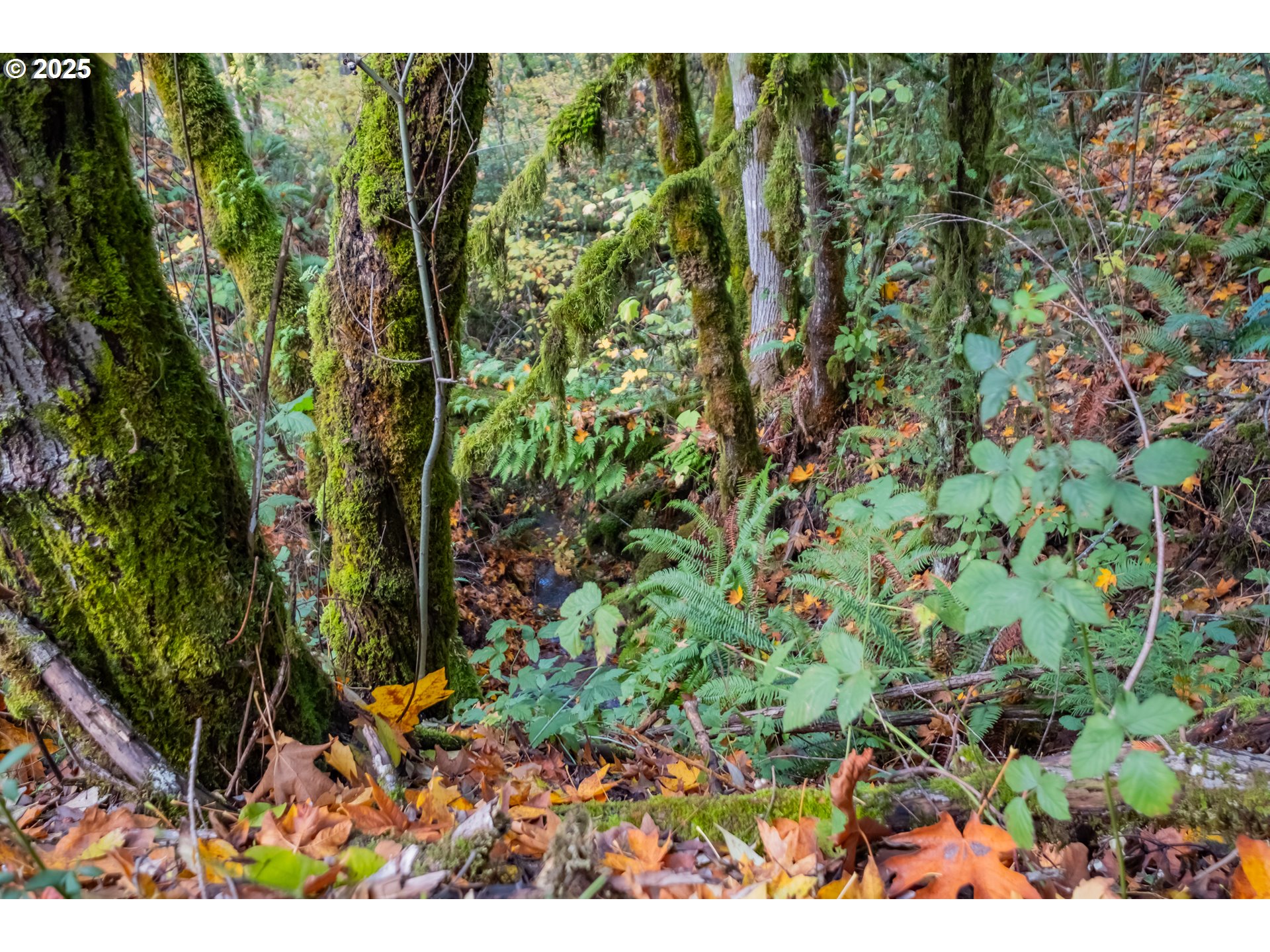 6000 River Road South Salem, OR 97302 - Photo 40 of 48