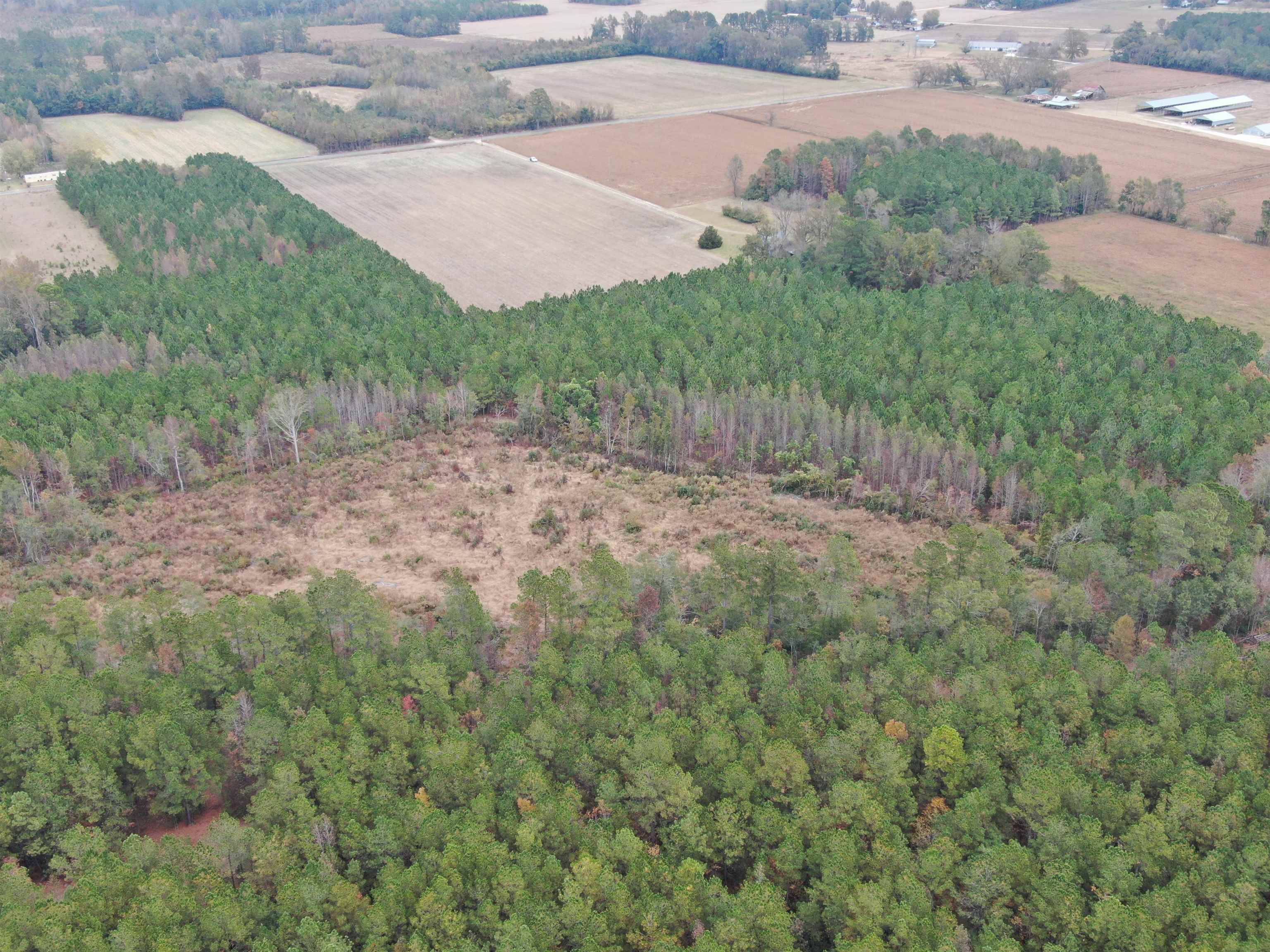 755 Race Track Road Nichols, SC 29581 - Photo 12 of 20 Gallery Image 12