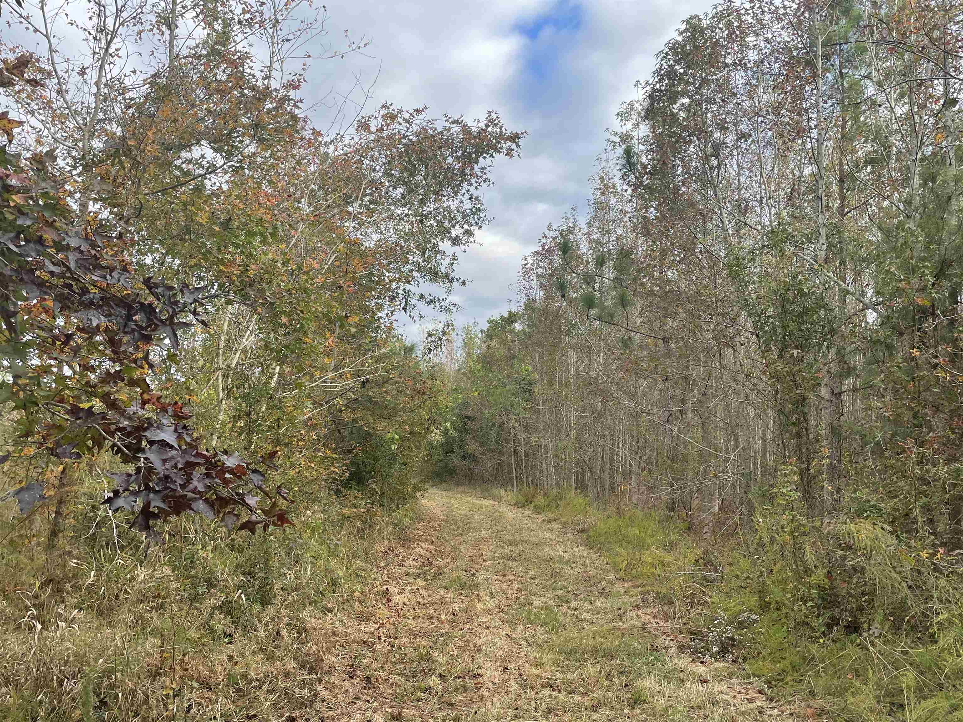 755 Race Track Road Nichols, SC 29581 - Photo 16 of 20 Gallery Image 16