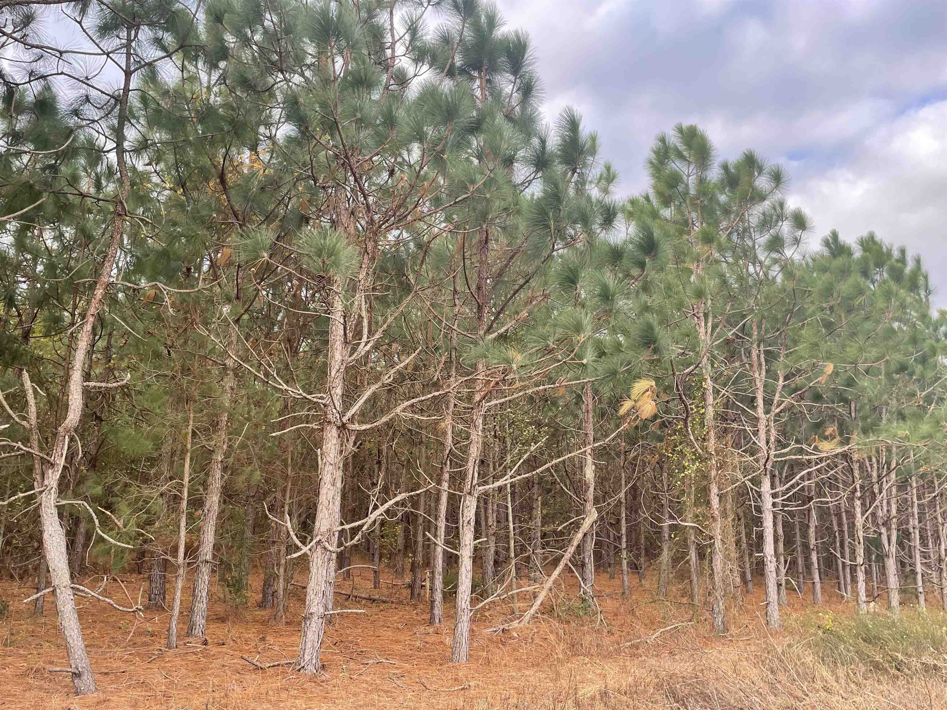 755 Race Track Road Nichols, SC 29581 - Photo 19 of 20 Gallery Image 19