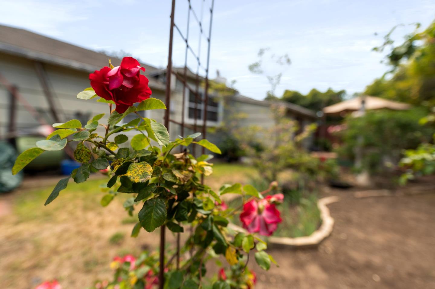 114 Arrowood Lane San Mateo, CA 94403 - Photo 22 of 28 a flower view