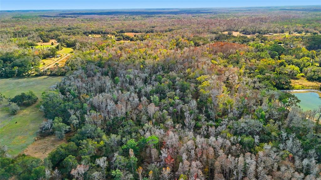 Higginson Road Zephyrhills, FL 33540 - Photo 12 of 12 a view of a city with lush green forest
