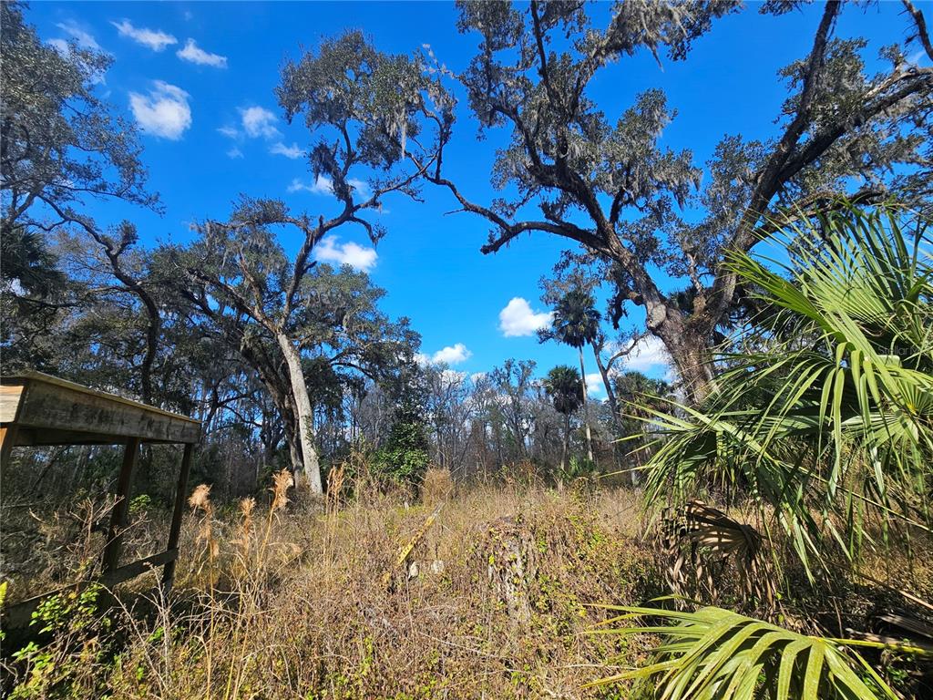 Higginson Road Zephyrhills, FL 33540 - Photo 8 of 12 a view of a tree