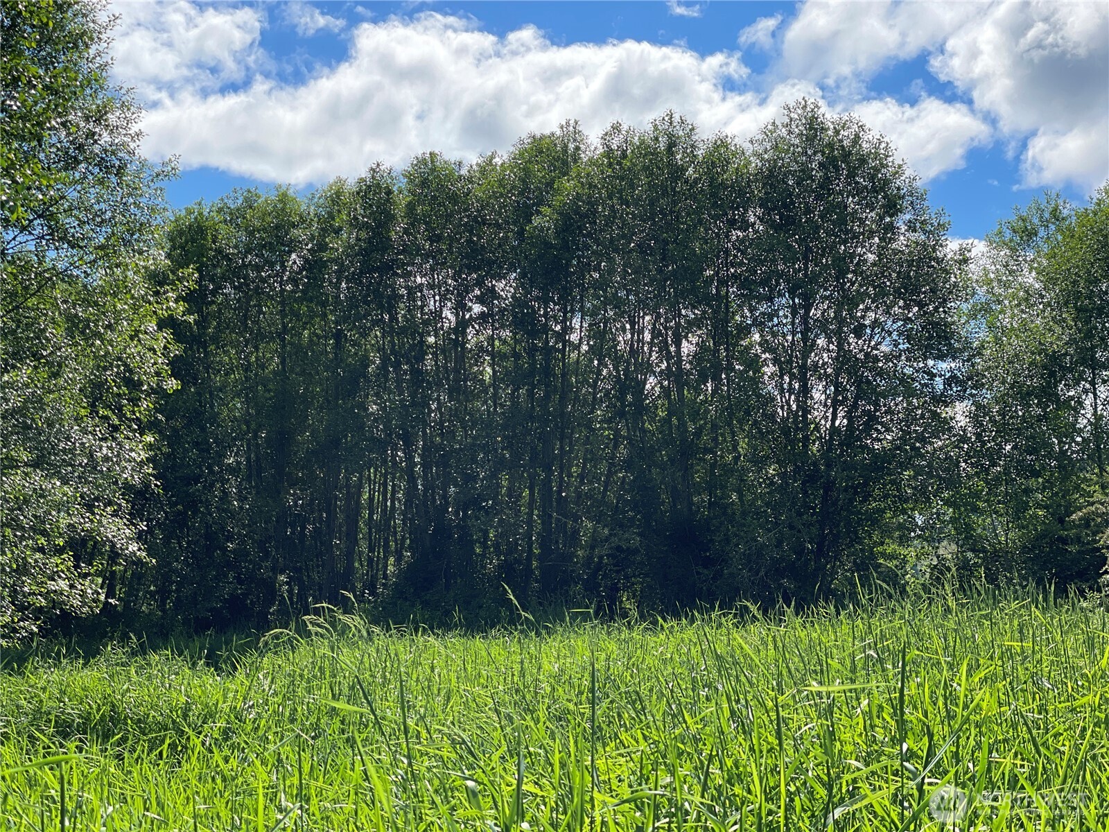 0 Boistfort Road Curtis, WA 98538 - Photo 13 of 24