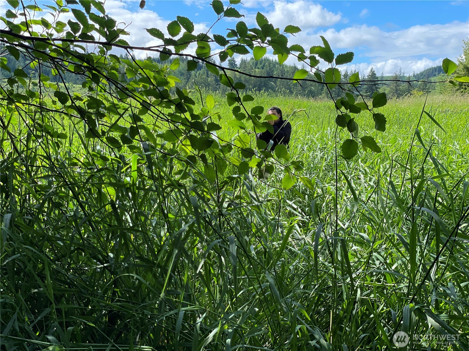 0 Boistfort Road Curtis, WA 98538 - Photo 14 of 24