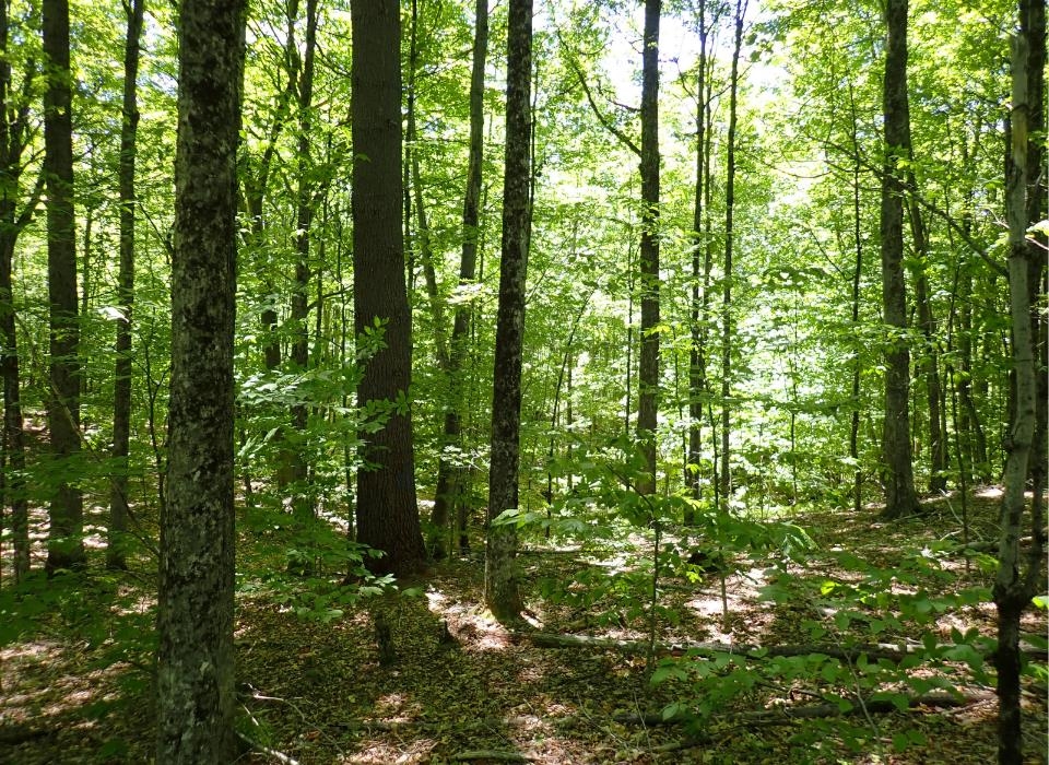 0 Black Bear Road Jamaica, VT 05343 - Photo 12 of 21 Gallery Image 12