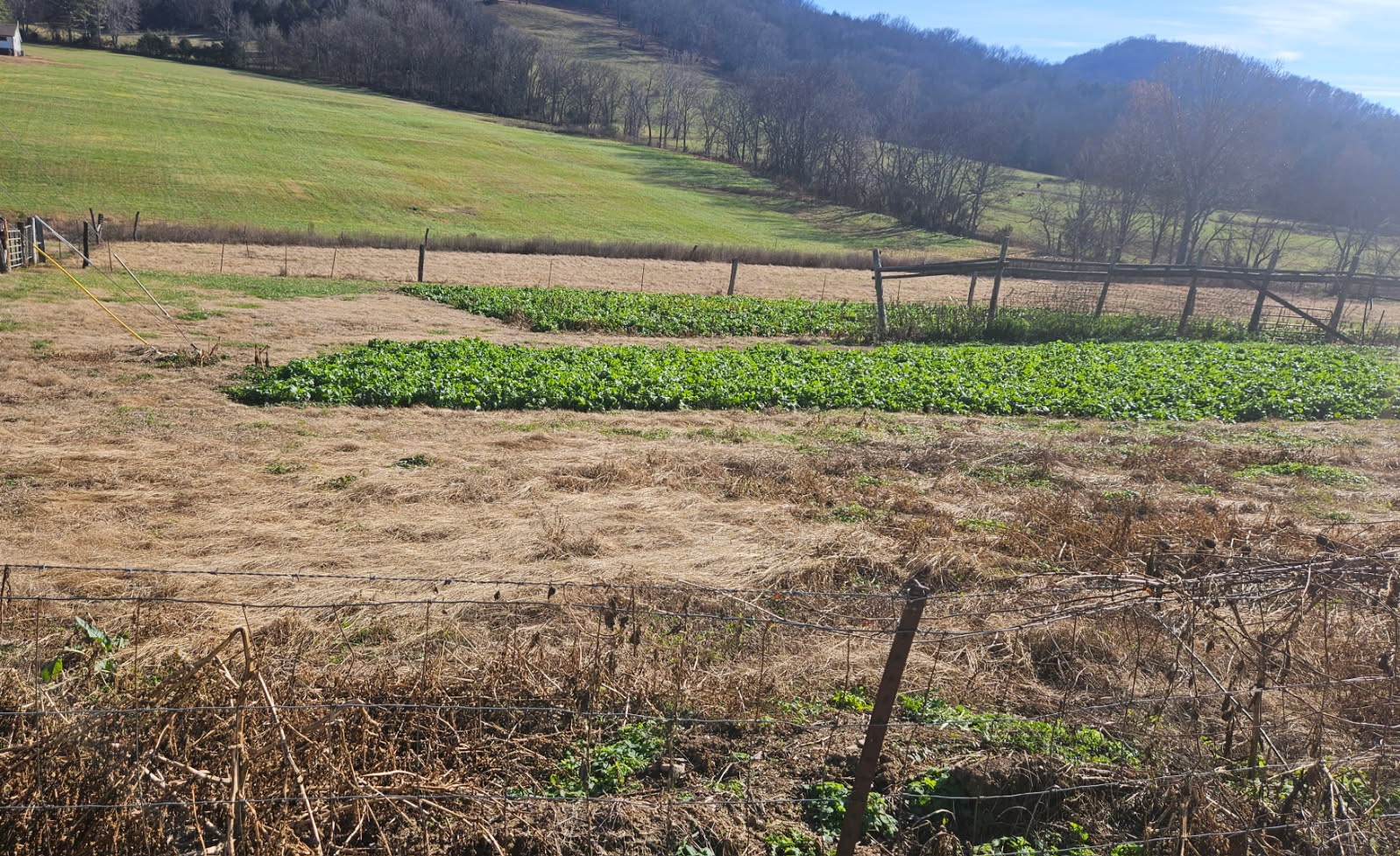 a view of a backyard with a garden