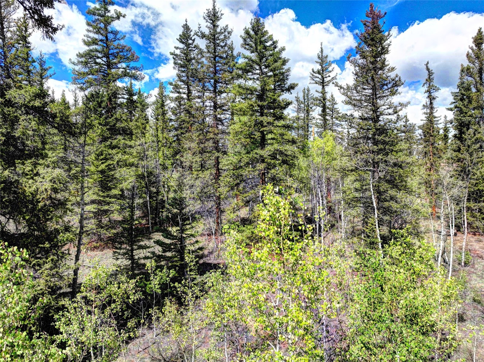 75 Swiggler Road Jefferson, CO 80456 - Photo 11 of 40 Gallery Image 11