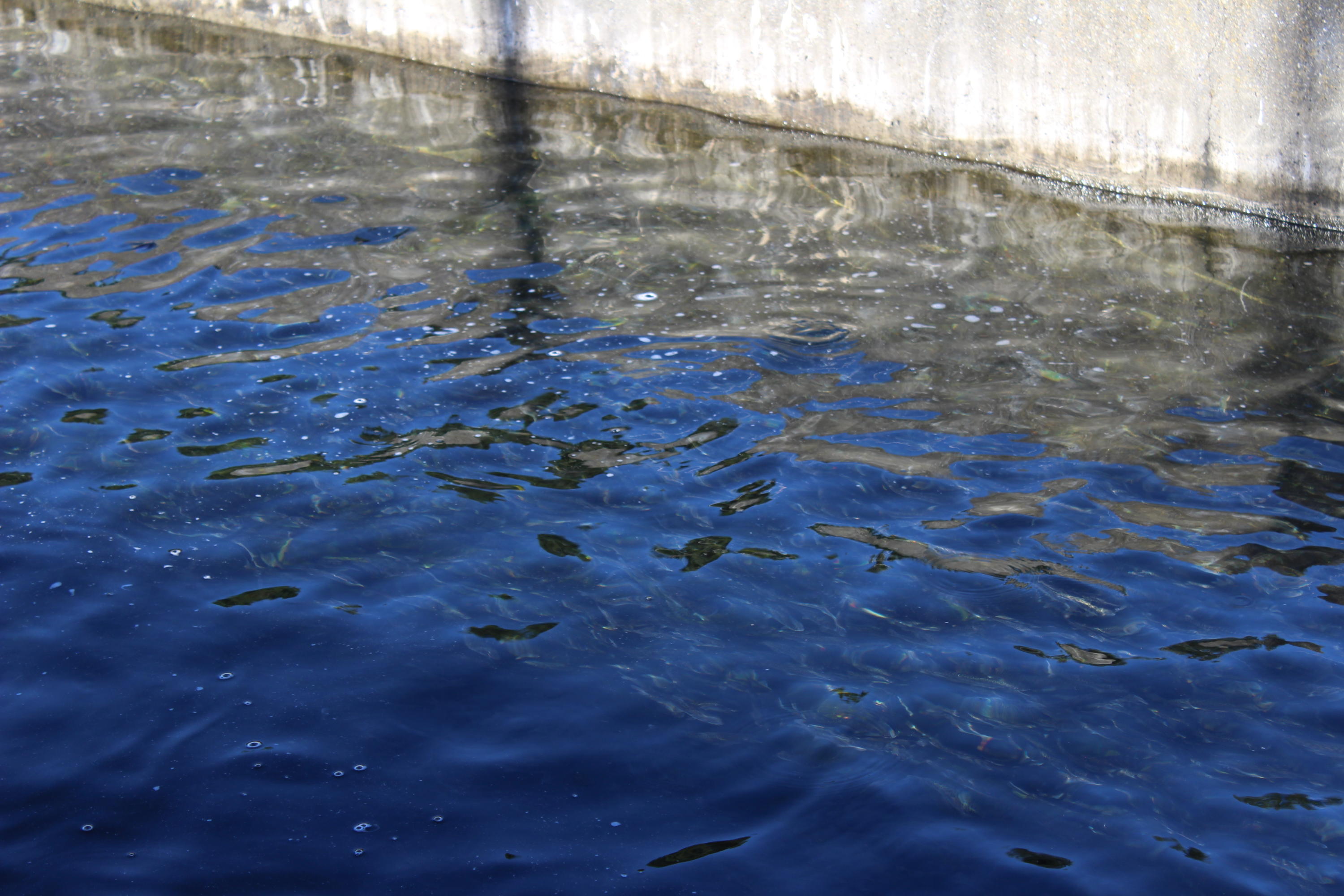 1430 Hatchery Road Arcata, CA 95521 - Photo 90 of 103 Fish Hatchery