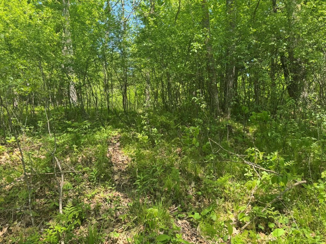 W17810 Eland Road Wittenberg, WI 54499 - Photo 69 of 89