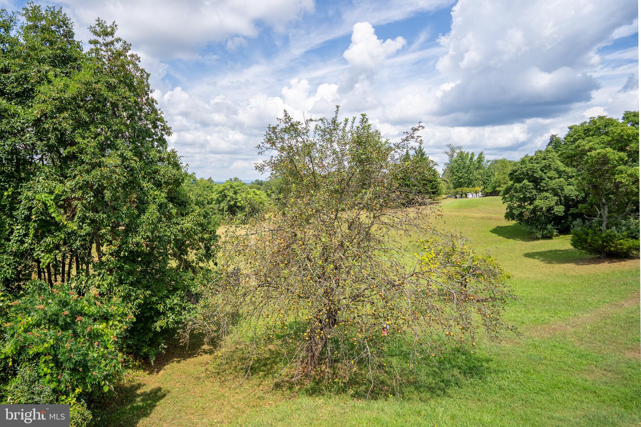 474 Potter Road Hedgesville, WV 25427 - Photo 12 of 40 a view of a yard with an trees