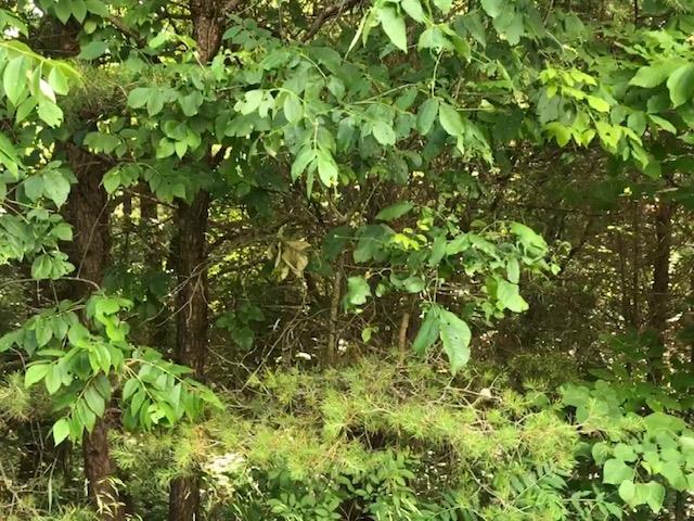 0 Griffintown Road White Bluff, TN 37187 - Photo 3 of 4 Gallery Image 3